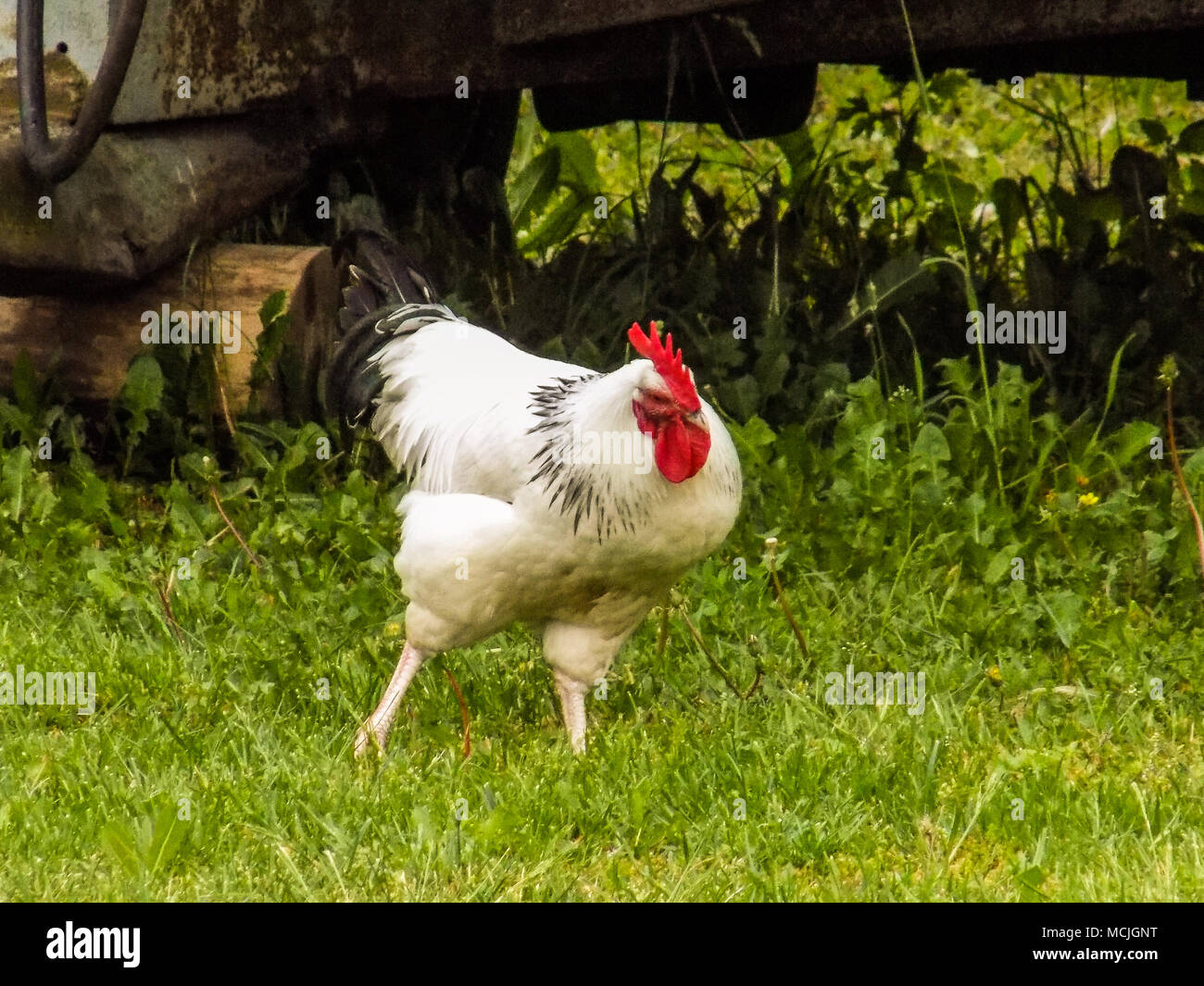 Gallina e allevamento domestico rooster. Foto Stock