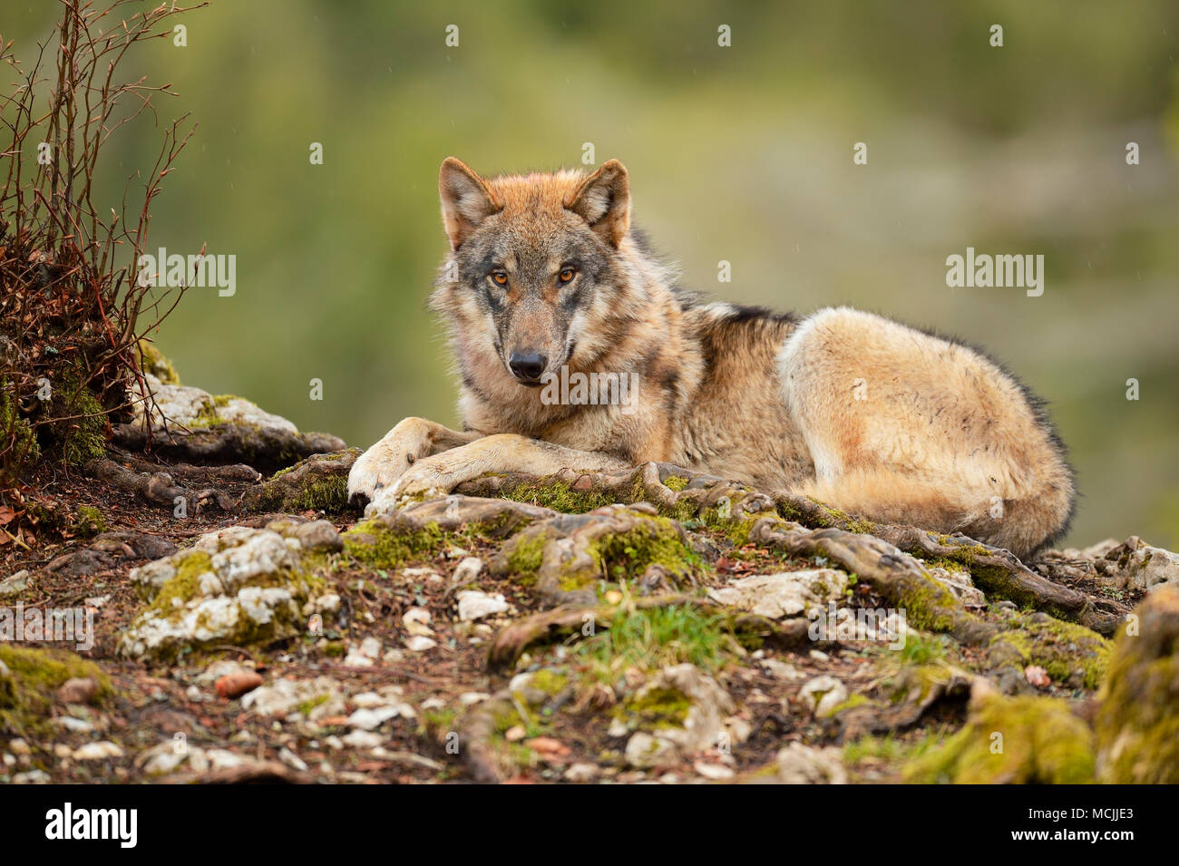 Eurasian Lupo (Canis lupus lupus) seduta, captive, Canton Vaud, Svizzera Foto Stock