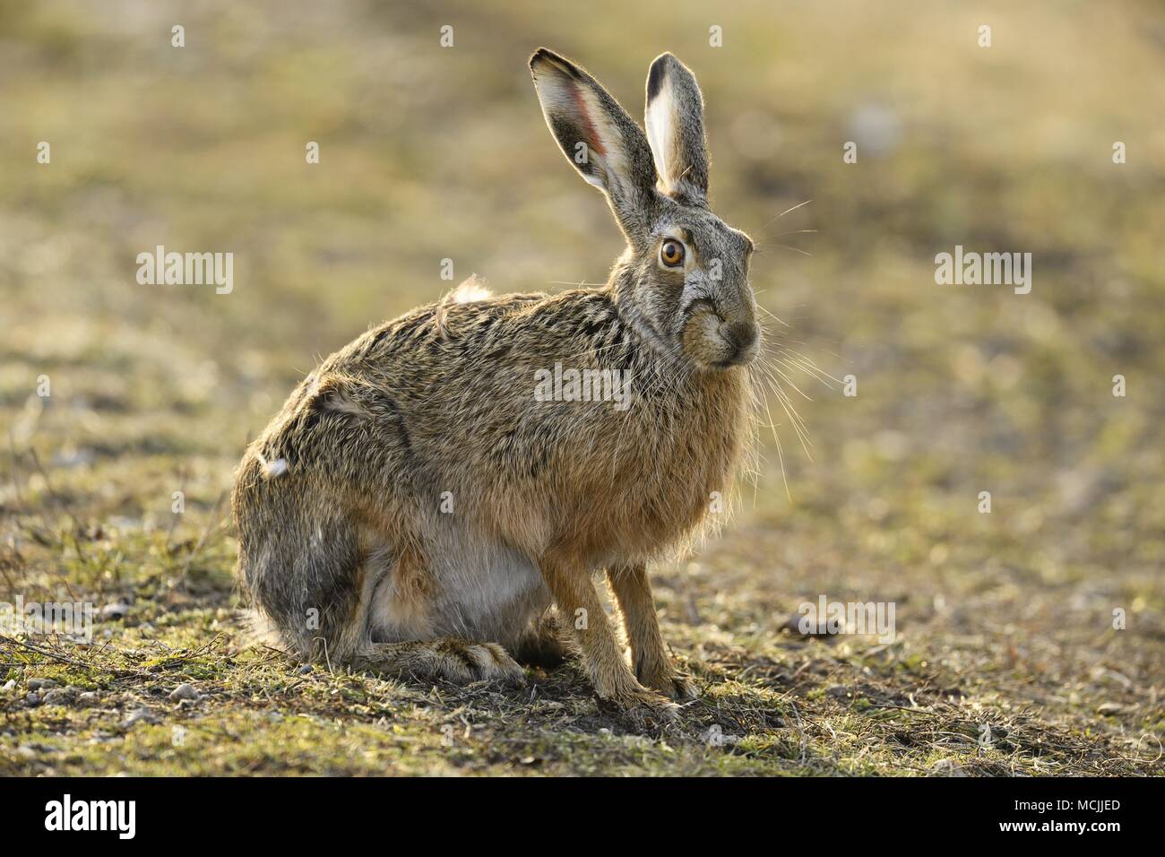 Unione lepre (Lepus europaeus), si siede nel prato, Neusiedler See Parco Nazionale, Burgenland, Austria Foto Stock