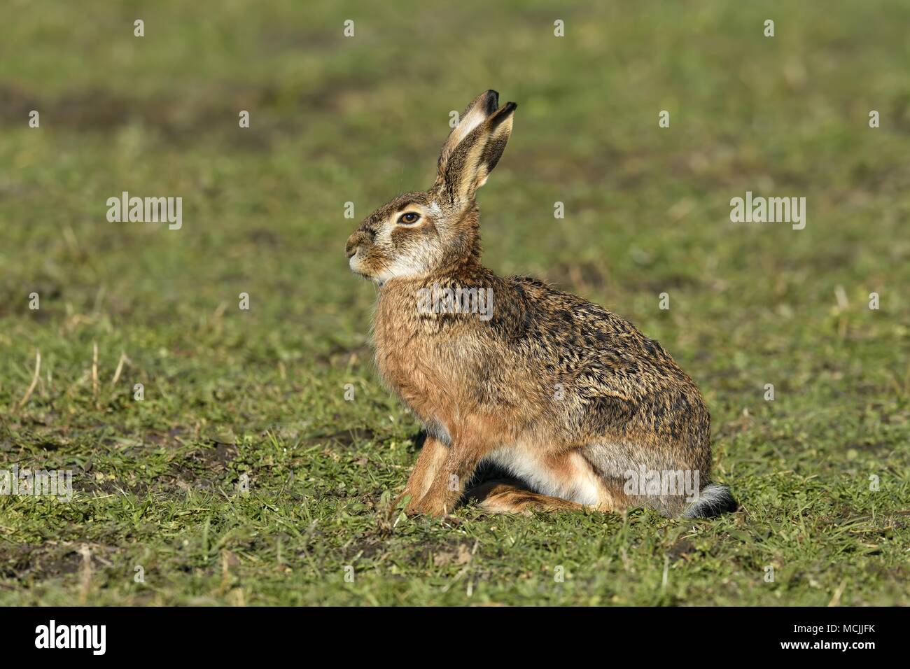 Unione lepre (Lepus europaeus), si siede nel prato, Neusiedler See Parco Nazionale, Burgenland, Austria Foto Stock