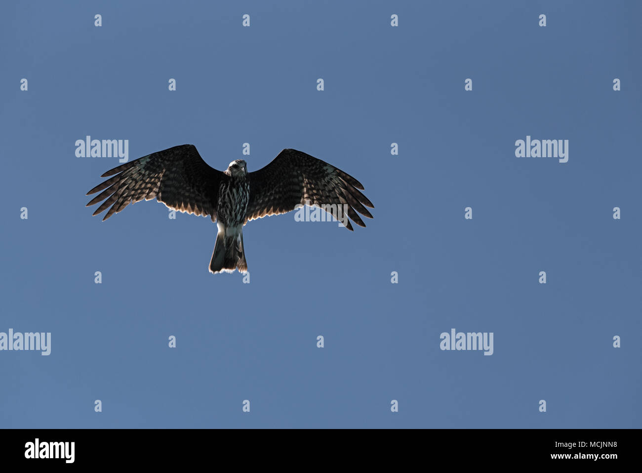 Un falco pescatore (Pandion haliaetus) con ali teso Foto Stock