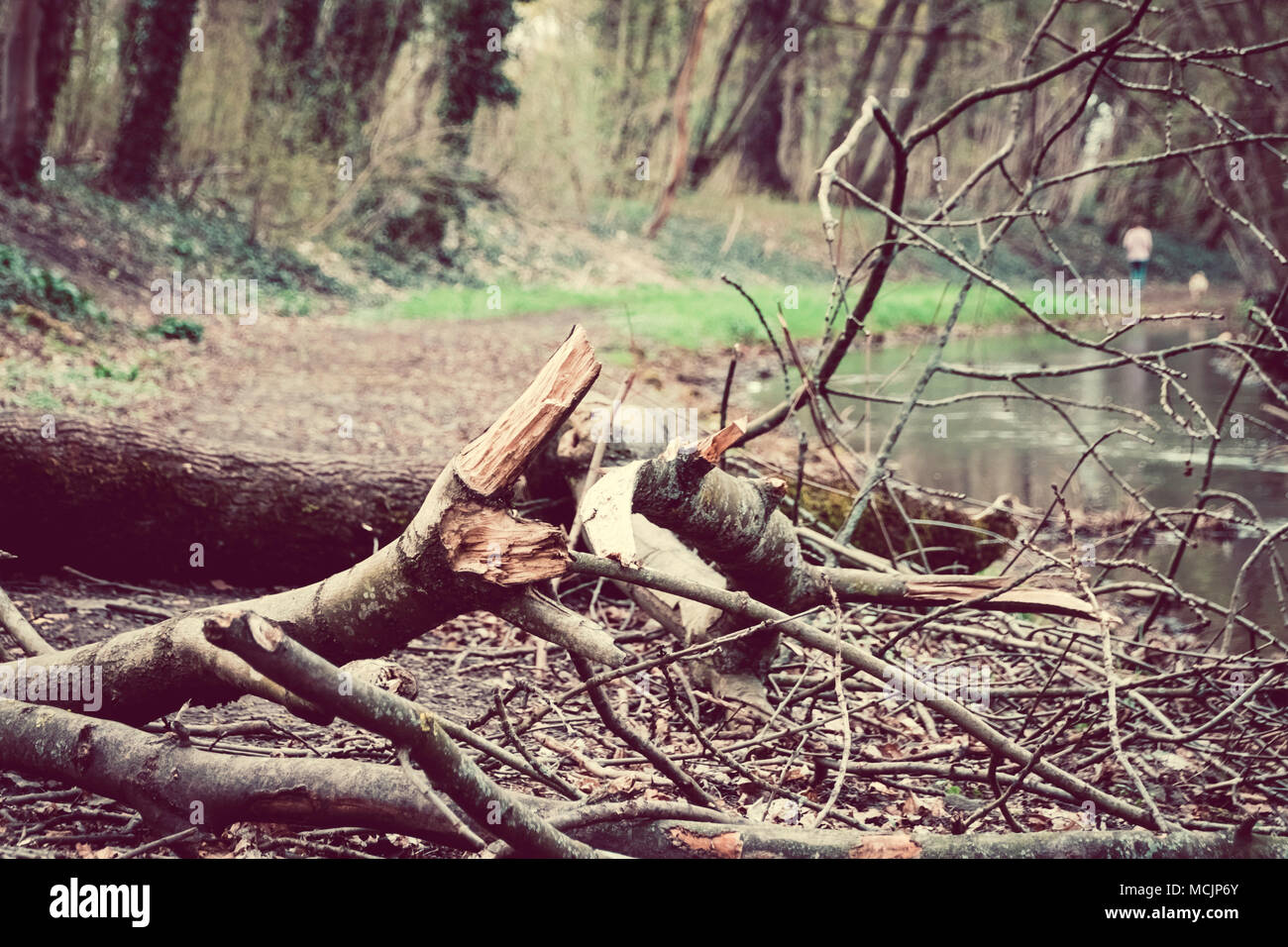 Rotture di ramo di albero sul terreno, vicino al fiume, rami secchi, Primavera, Foresta, allo sbiadimento Foto Stock