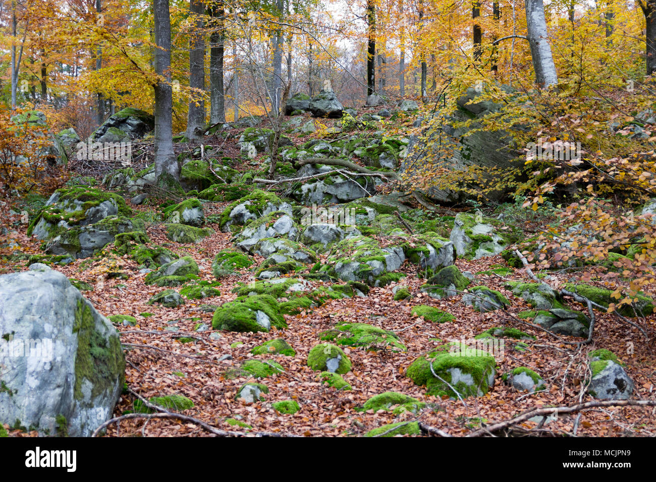 Foglie di giallo e il muschio sulle pietre in novembre Foto Stock