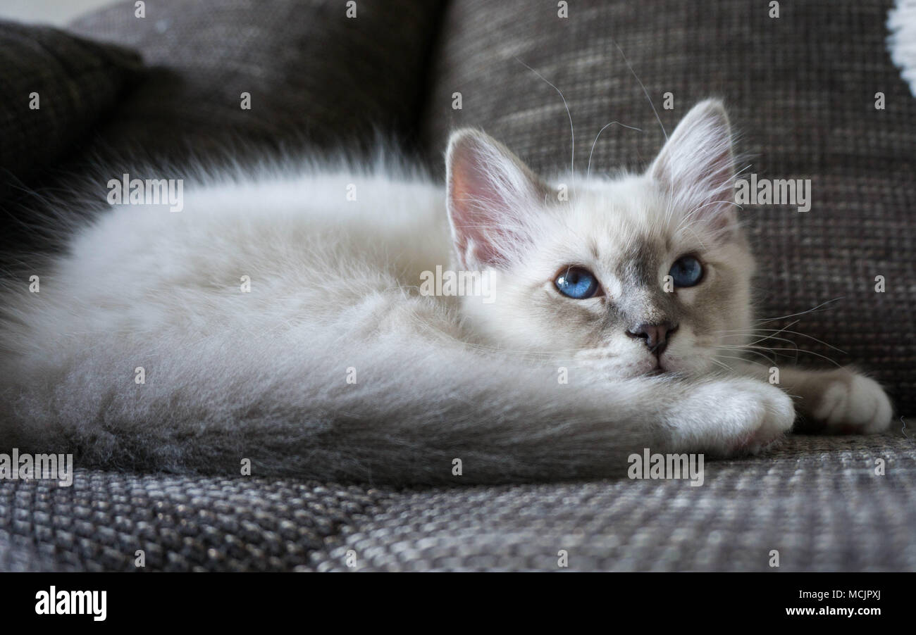 Birman gattino con bellissimi occhi azzurri sdraiato sul lettino Foto Stock