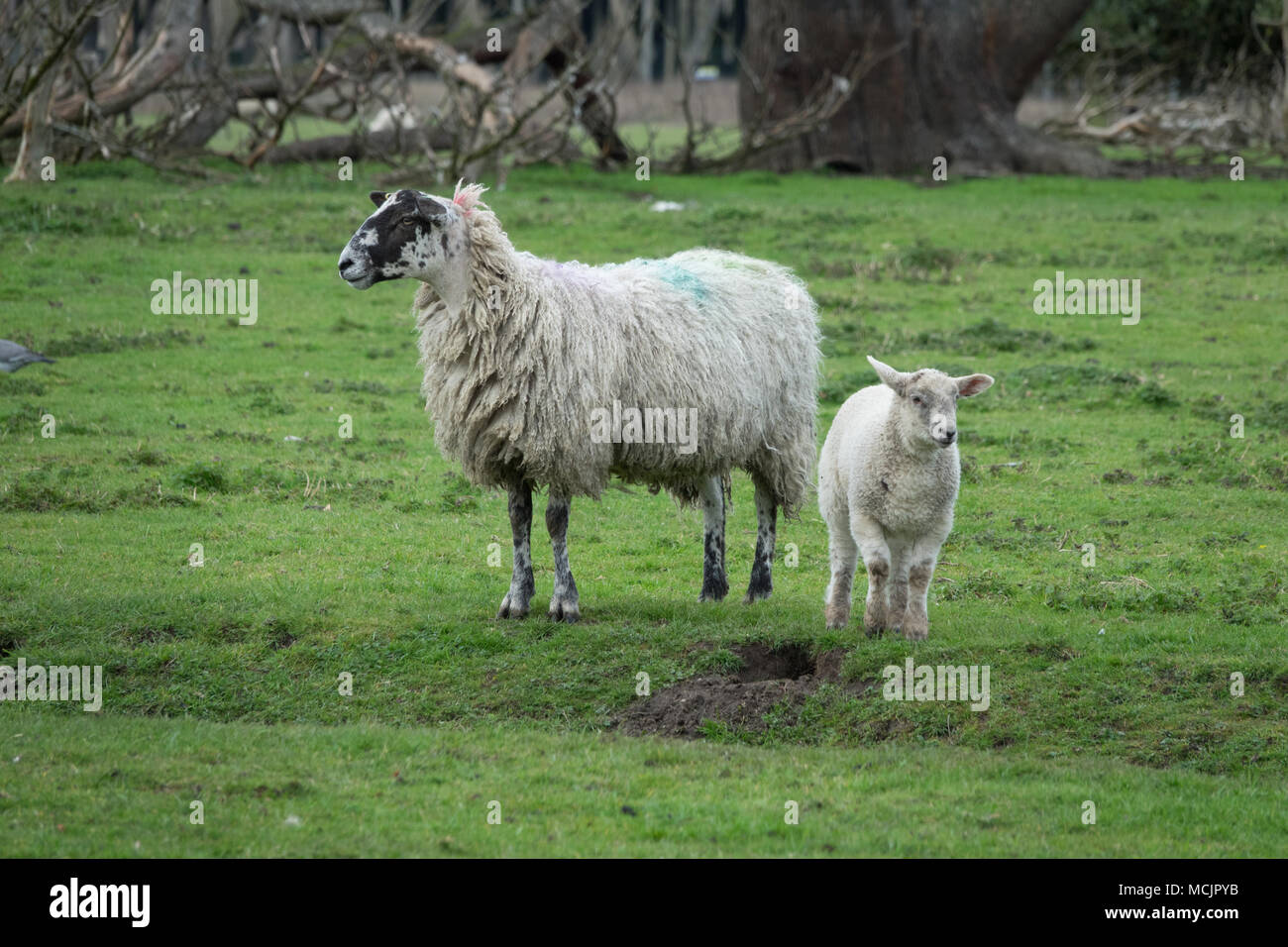 Pecora e gli agnelli in un fangoso campo umido nel Derbyshire campagna su una primavera piovosa giornata. Foto Stock