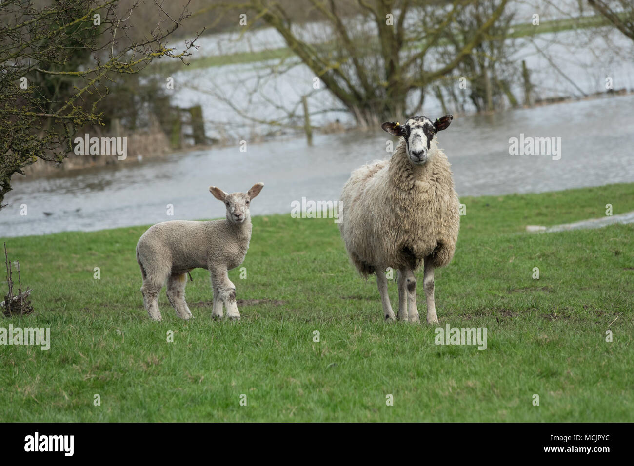 Derby Regno Unito Aprile 2018 pecore e agnelli in un invaso bagnati fangoso campo nel Derbyshire campagna su una primavera piovosa giornata. Foto Stock