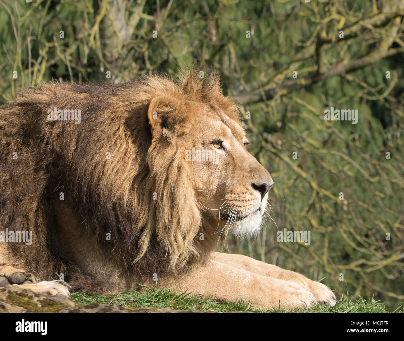 Vista laterale primo piano del leone asiatico (Panthera leo persica) in cattività, isolato all'aperto, sdraiato al sole, guardando avanti. Animali selvatici. Foto Stock