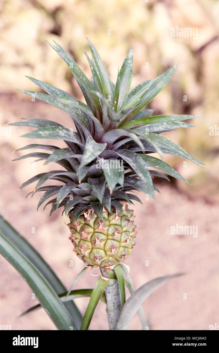 Un primo piano di una piccola pianta di ananas che cresce all'aperto, mostrando le sue foglie verdi piccanti e sviluppando frutta. Foto Stock
