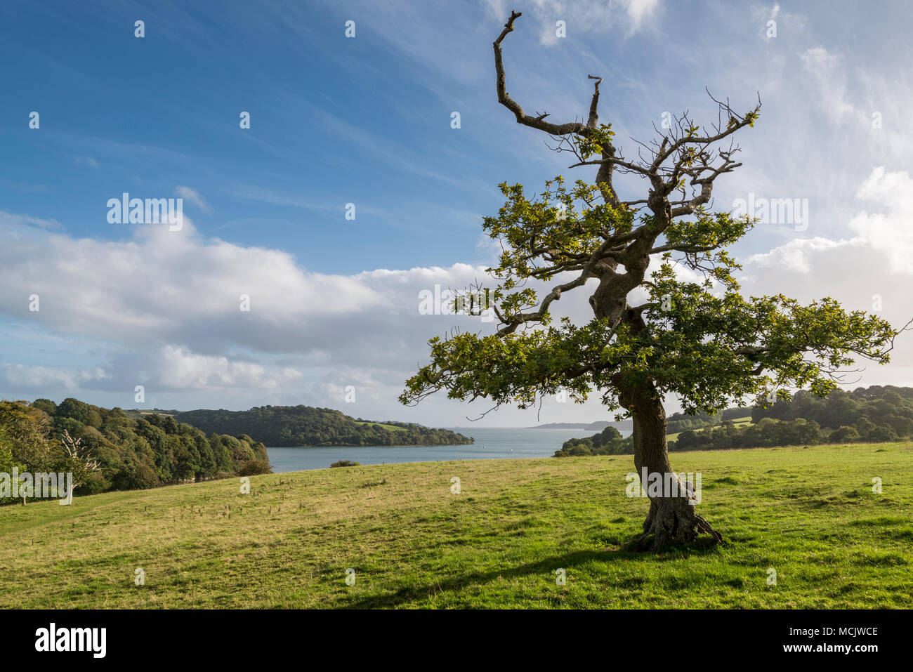 Albero di quercia sulla collina e vista lungo Carrick strade verso Falmouth Bay Foto Stock