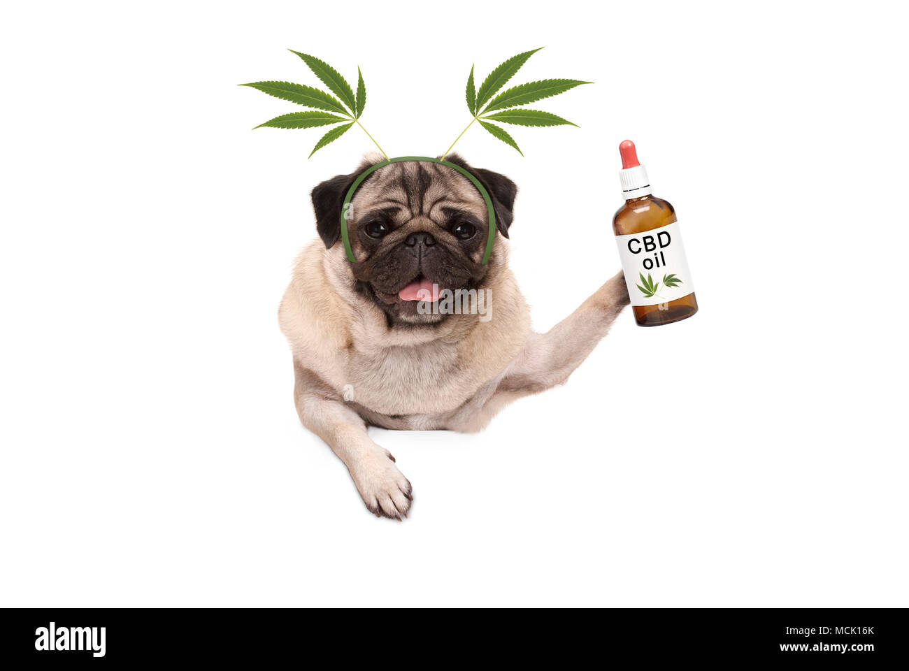 Carino sorridente pug cucciolo di cane tenendo in mano una bottiglia di olio in CBD indossando la marijuana la canapa leaf diadema, isolati su sfondo bianco Foto Stock