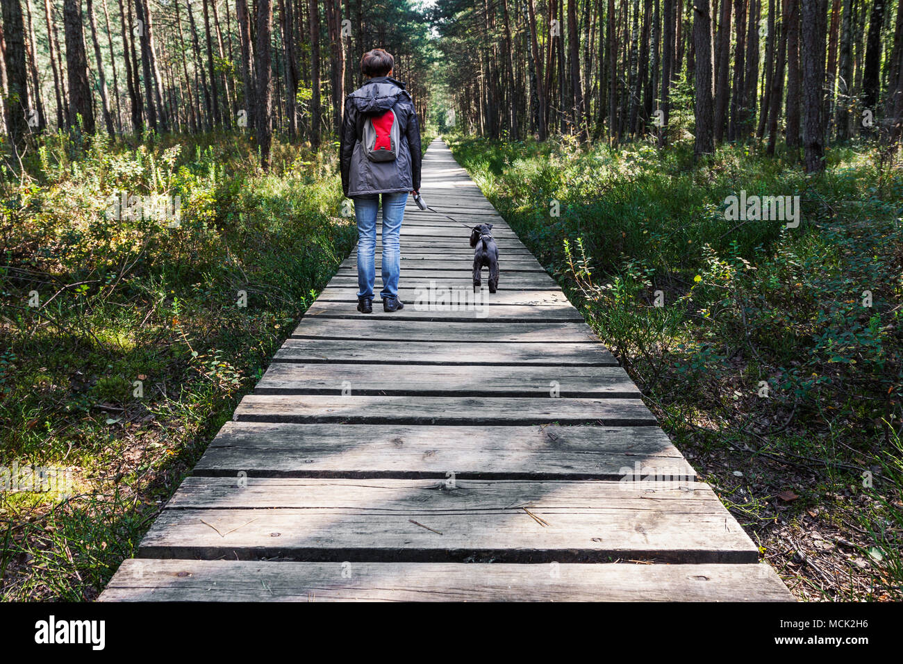 Donna cane a piedi sul percorso di legno nei boschi a giorno di estate Foto Stock