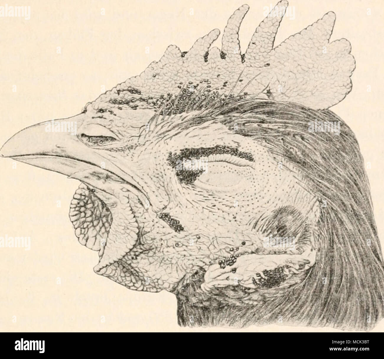 . Abb. 6'2. Echidnophaga gallinacea Westw. Un Kopfe dem eines jungen Hahnes. - (Nach Photographie von Dr. Füi^leborn.) 80" /o der jungen Hühner daran zugrunde. Erwachsene Vögel wurden schwach, verloren den Appetit, büßten ihr Gewicht ein rmd hörten mit dem Eierlegen auf. In den Tälern des Tian-Schian tötet zur Winterzeit die Invasion der Vermifsylla alacurt Schimk. (Abb. 72) Fohlen und junge Schafe, während erwachsene Pferde selbst beim besten Futter rasch abmagern. 2. Übertragen von Bakteriosen durch Flöhe. Pest Eine spezielle Bedeutung haben die Flöhe der Nager als Überträger einiger Kr Foto Stock