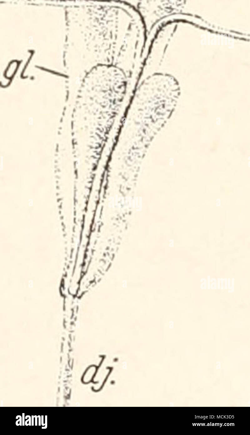 . Abb. 42. Receptaculiim seminis von Rhopalopsyllus cavicola Weyenb. (A), Rhop. lugubris J. et R. (B), Moeopsylla sjoestedti R. (C), DolichopsyUus stylosus Bak. {D), Lycopsylla novus R. {E), Monopsyllus wagneri Bak. {F) und Echidnophaga gallinacea Westw. (G). - (Orig.) b) Männliche Geschlechtsorgane (abb. 43). Die Hoden sind eiförmig. Das innere dickere Ende des vas deferens ist zu einem Knäuel in vielen Schlingen, die an die base des te- sticulum gepreßt liegen, zusammen- gerollt.- In das innere Ende des dotto ejaculatorius münden 2 Paare sackförmiger Anhangsdrüsen ein. Der sehr lange Ductu Foto Stock