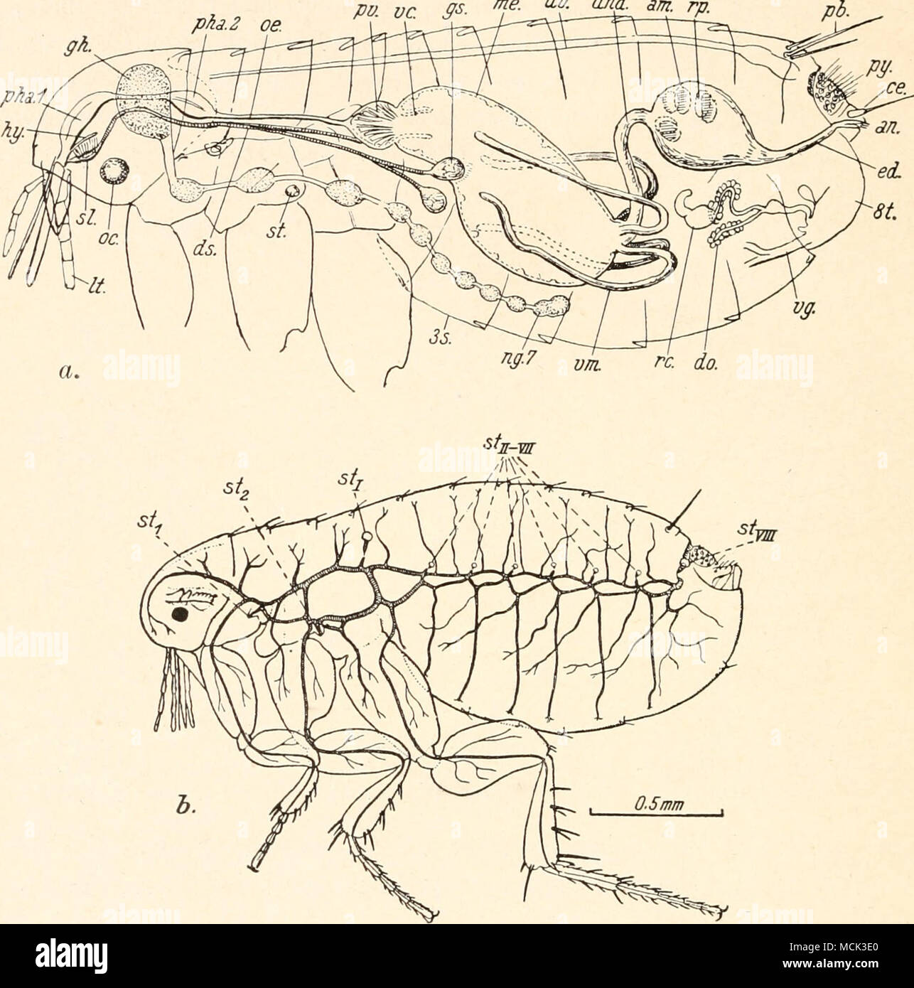 . Abb. 33. a) Schema des Inneren KÃ¶rperbaus des Flohes. Â (orig.), h) Tracheen- sistema von Xenopsylla cheopis Roths. Seitenansicht. Â (Nach Wigglesworth). Thorakalstigmen mit arabischen, Abdominalstigmen mit rÃ¶mischen letteran bezeichnet. vor dem Gehirn in dem Vorderteil des Cranimn. Senna HÃ¶hle hat im Quer- schnitt die Form eines Hufeisens (abb. 34). Die Diktatoren {(UM) des vorderen faringe sind teils an den Wangen der Kopfkapsel, teils un ihrem dorsalen GewÃ¶lbe befestigt. Durch einen schmalen Stomodaeumabschnitt, welcher dem zwischen oberen und unteren Schlundgalganglion hindurchgeht, è Foto Stock