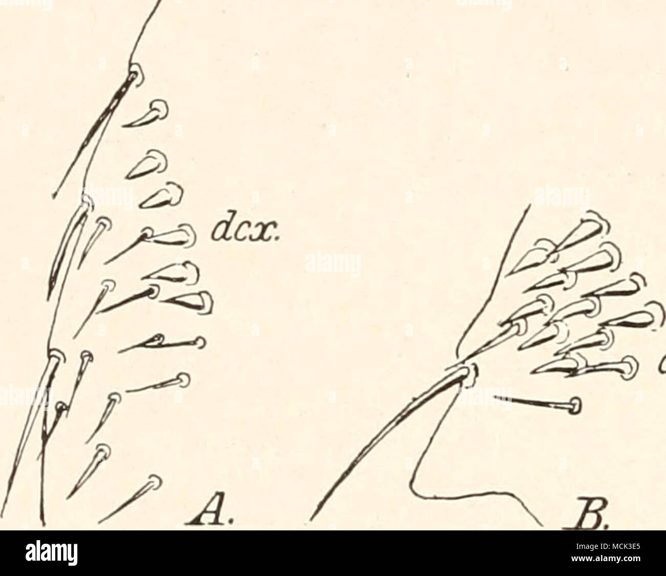 . Dcx. Abb. 29. Dörnchen an den Hinterkoxen von Neopsylla scapani Wagn. (^4) und von Echidnophaga gallinacea Westw. (B). - (Orig.) Foto Stock