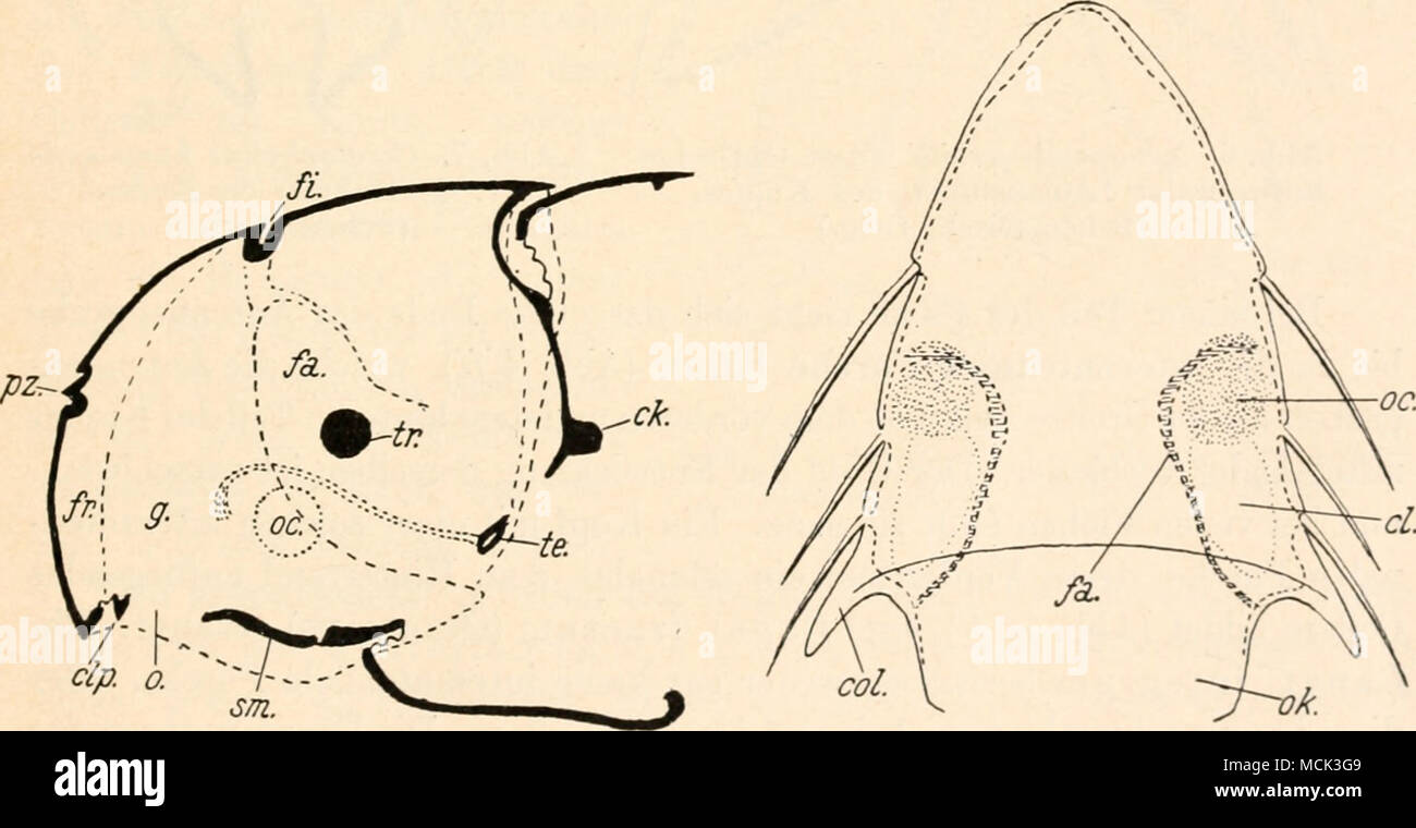 . Abb. 4. Längsschnitt des Flohkopfes. - (Schema). Abb. 5. Echidnophaga oschanini Wagn. Optischer horizontaler Längsschnitt des Kopfes. - (Schematisch, Orig.) schiefer Richtung in einen Vorderteil und einen Hinterteil geschieden. Bei Flöhen mit längeren Antennen erstrecken sich die Antennengruben weiter auch auf die Propleuren (abb. 2). In Fällen, wo tiefere Gruben sich vor- Foto Stock