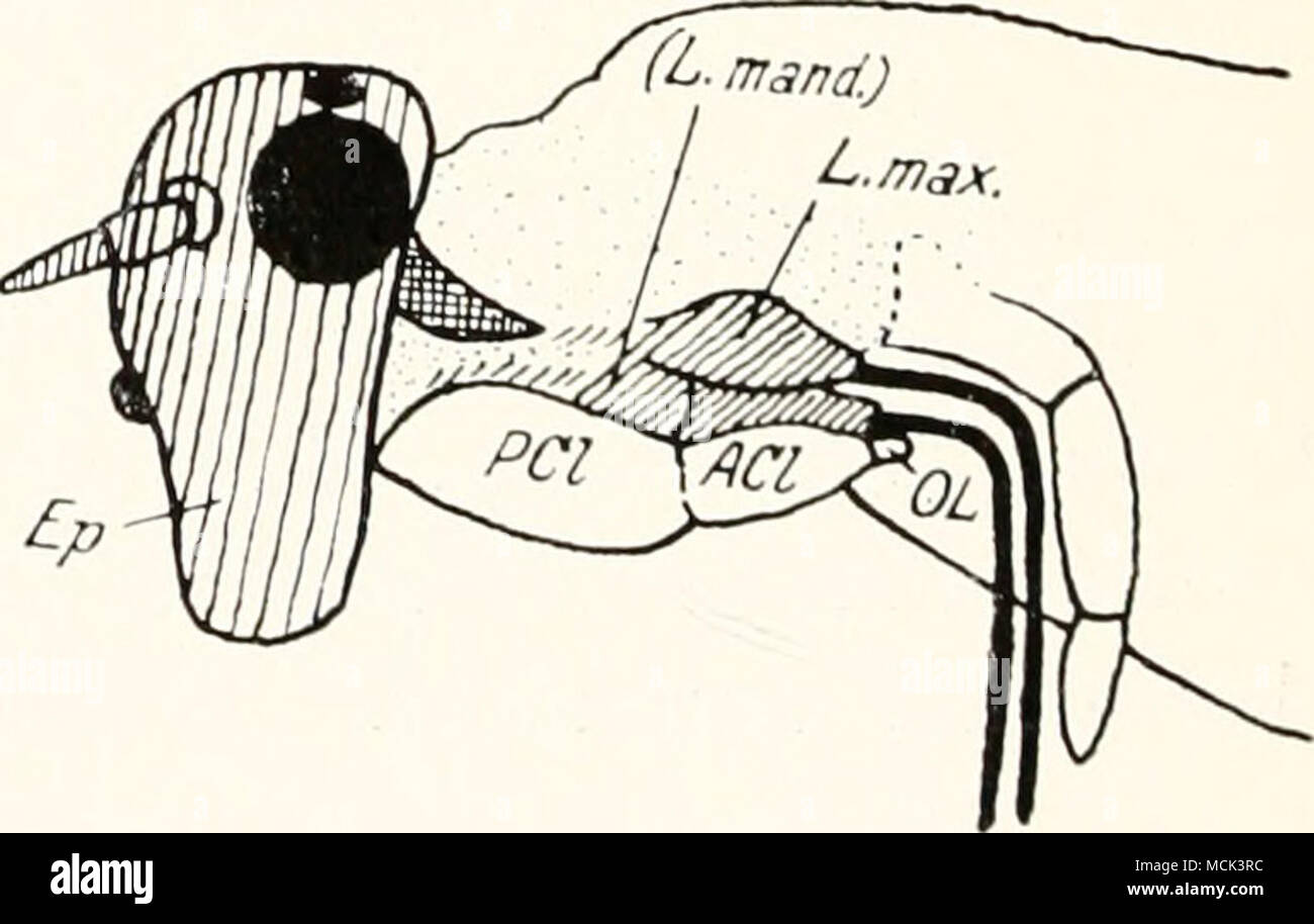 . Abb. 1). Kopfformen von Psyllinen. (I) Psylla mal mi-Wvihvhen. Aufsicht. - Sk = Wangenkegel (= ,,Stirnkegel"); Fr= Frons mit Medianocellus; V= di vertice. - Nach Speyer, b) Paurocephala magnifrons. Frontalansicht. - Cl =^ Clypeus; FR = Frons mit Medianocellus; FA = Fazettenauge; G = Genae; Loc =- laterale ocellus. - Nach Crawford. r) Livia juncorum. Aufsicht. A =-- Anteocellar- tuberculum. - Nach Haitpt. d) Livia coloradeiisis. Ventralansicht. - Cl = Clypeus; FR = Frons; FA - Fazettenauge; O = Genae; oc = Medianocellus; V = Vertice. - Nach Crawford. e) dello Schema Psyllinenkopfes des. - Un Cl= Ante Foto Stock