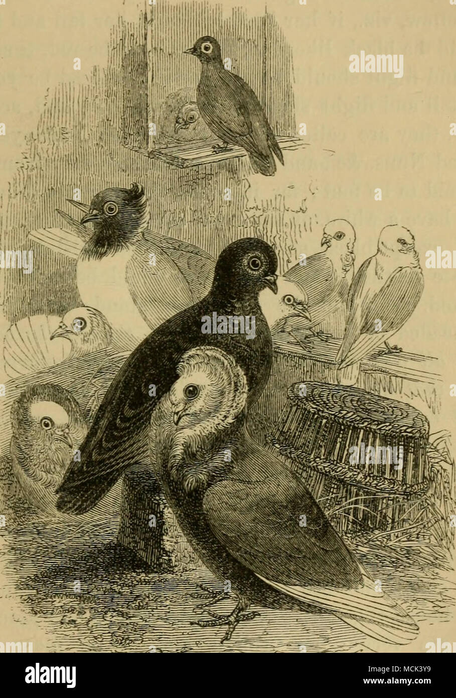 . " ^-.= Barb. Jacobine. "La suora," afferma il Trattato, "è un uccello che attira l'occhio notevolmente, dal contrasto nel suo Foto Stock