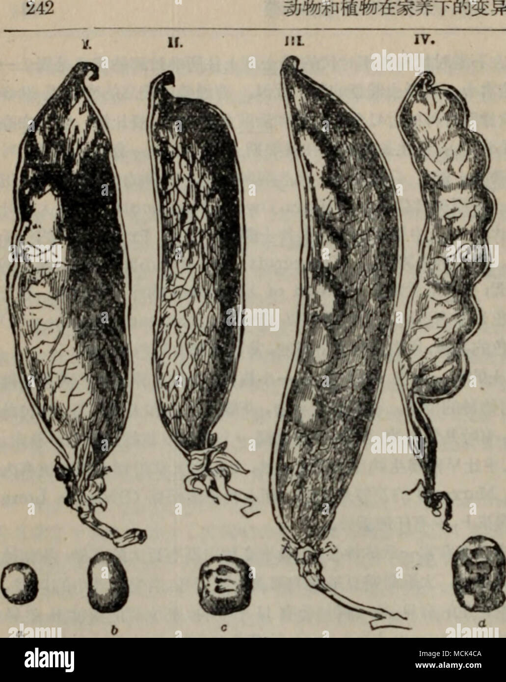 . L|m h. mmm^j ni.*^Â"r*wmffli a. AJ5 ; % â ¢ ^jÂ£^g(Dan o pisello Rourk)Â" b. Ã¢f5&amp;Â£&GT; c-^ifjjfc^fe^aEg (cavaliere del alti midollo bianco), 111^12 ^âÃ®ÃLÃ¯ijaa 4 tÃ®* toi M&amp;#&amp;&amp;ffl%1*JfiÃ &AMP; ^ffctt2kfcJB*Â"6*#ri|3 è^iD&amp;^WBltW-^^aftie campione di Inghilterra;Â£3&amp;,fP^Â£&amp;J8ffi, ^H^#^^Â"^^iH^I^Â"I%#W. WlP^fr^^^#|lÃBMM^^WJ^Â EÂ"J (Canterbury) Wgjgg (Master) ^^^-^ffiÃ¢^W^ra^t*#tfÃª^j^^^J^ * li&GT;20^W^W "&amp;%FÃÂ§- Ã*|Â£"(Knight nane blu)2), ^Jt^ifto {Â§.&amp;, ^ll^fi'WftiPW^WS: 0Â"J*D, ttBfiKLoudon)^), Â"1821 ^Ã¯^Ã¯^WW^SI*, 1833 ^, EÂ"*ttHHfc*IPtt^Ã¯!lTÃ® ' ' ' ' ' ' 1) (PhiL Foto Stock