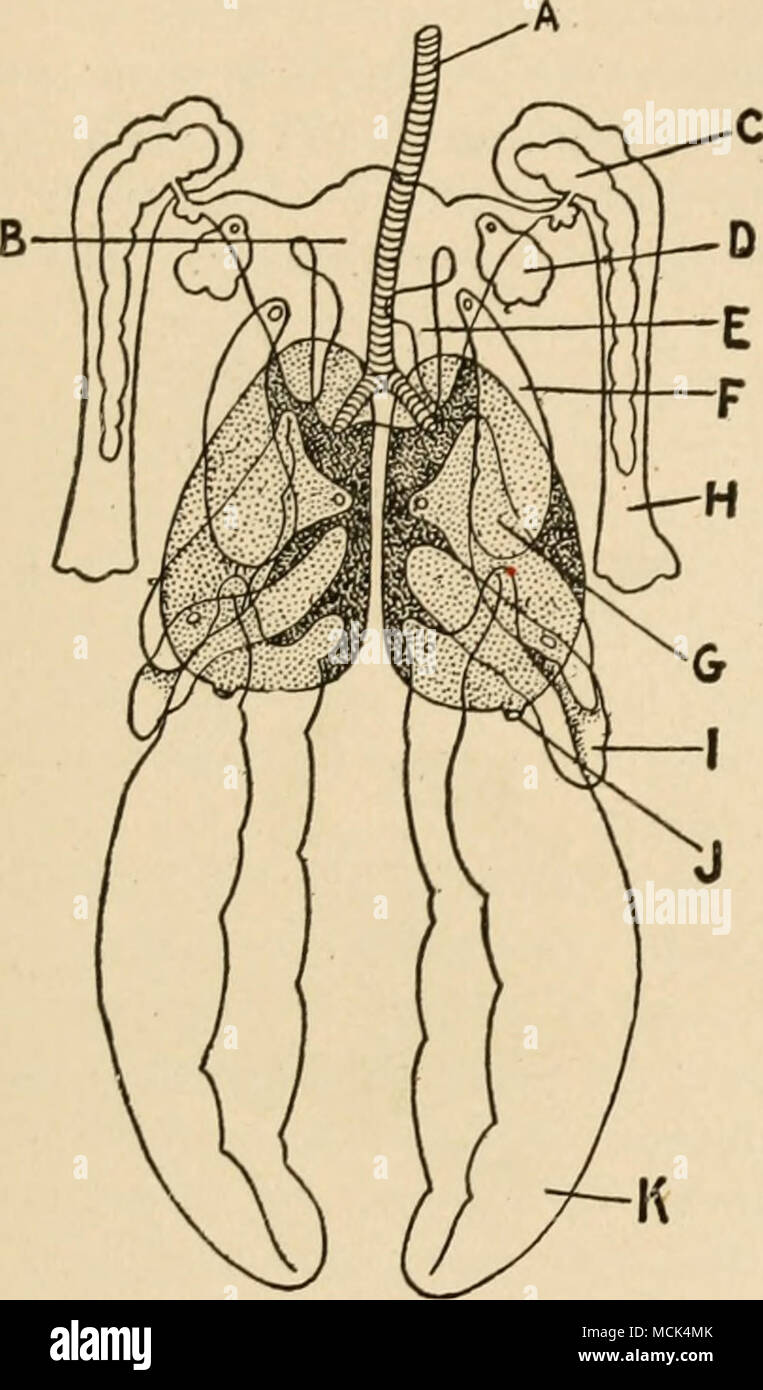 Fig. 9.-rpprespiitation schematica dell'aria" sacs showiiif^ loro gli uni  rispetto agli altri e alla lunj^s. Un, trachea; B, interclavicular sac; C,  D, E, F, estensioni del interclavicular sac; &LT;i, anteriore thorocic