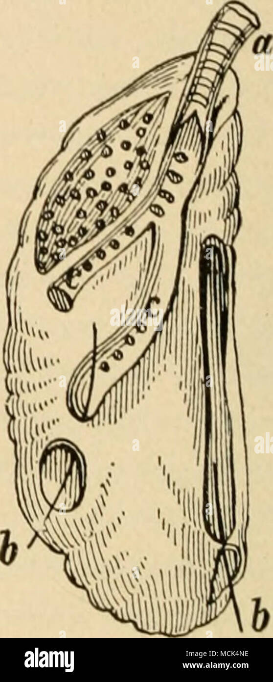 . Fitf. 3. - Rifjrht luiisr (se un yoosf, ti bronco primario; Z'/', openitifrs throuyli che conimii- nicatioii è establislu'd con tlie sacche d'aria; <<â , secoiularv bronchi. Foto Stock