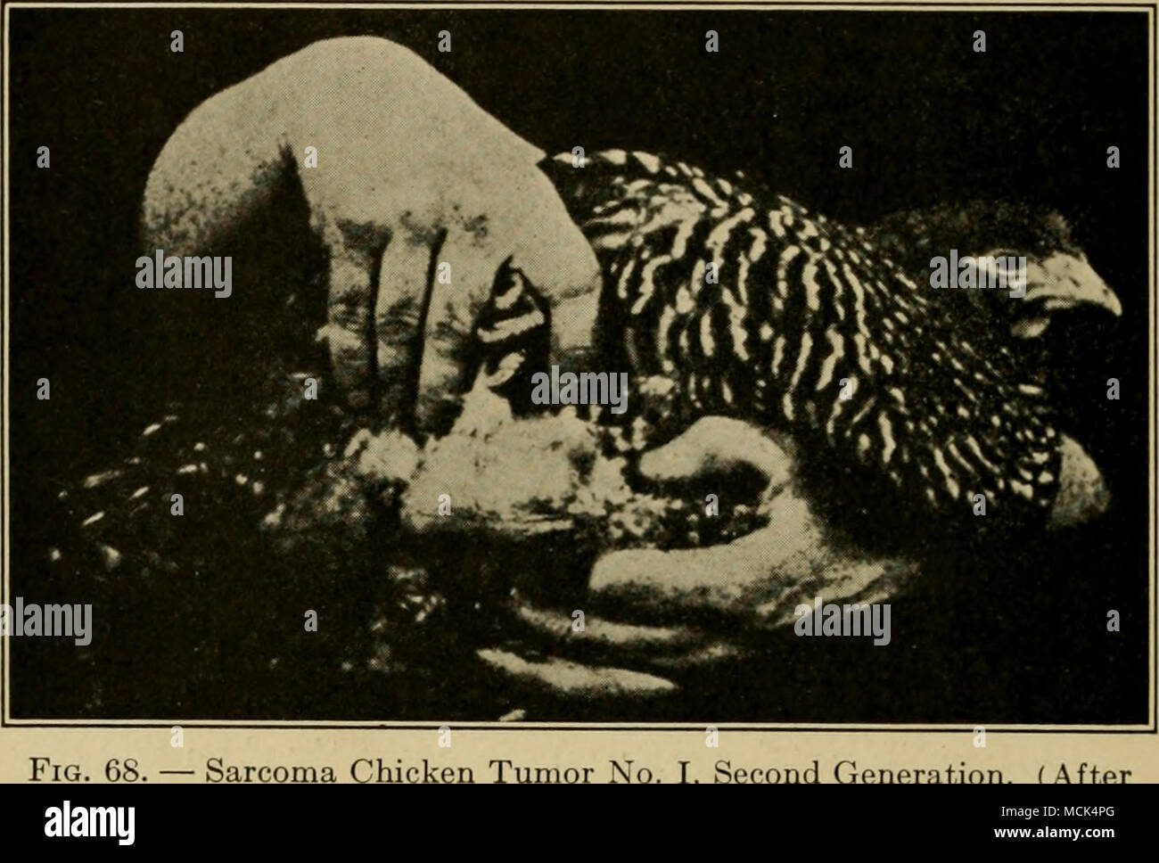 . Sarcoma tumore di pollo n. I, seconda generazione. (Dopo Rous.) tessuto di tumore è un sarcoma. Questo potrebbe verificarsi come semplice o sarcoma può verificarsi in combinazione con uno o più degli altri tipi. Vale a dire che è una generalizzata e di semplice tessuto che può rappresentare la completa stadio adulto di un tumore, come Rous tumore di pollo n. Io e il tumore di pollo n. XVIII. Tuttavia, poiché si tratta di un semplice tessuto generalizzata, può anche rappresentare una fase precoce dello sviluppo di una delle altre forme di tumori del tessuto connettivo. In questi casi si rimane come una matrice in cui ulteriormente sviluppato i tessuti Foto Stock