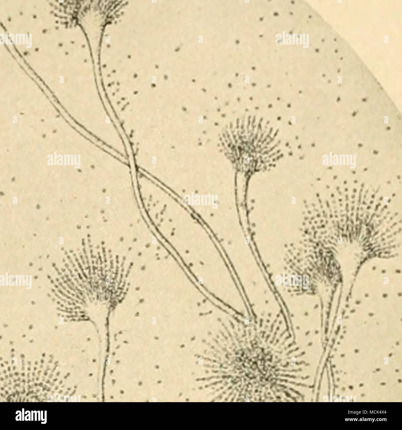 . "^^¥^:i' io"*^ Fig. 32. - Aspergillus fumigatus. Fortemente ingrandita. (Dopo Mohler e Buckley.) e alla gola e facendo in modo che gli uccelli di inalare i vapori di catrame acqua o acqua ragia. Tar acqua è ottenuta mediante agitazione 2 cucchiaiate di catrami di legno in un litro di acqua calda e lasciando la miscela riposare per un paio di ore. Allora gli uccelli Foto Stock