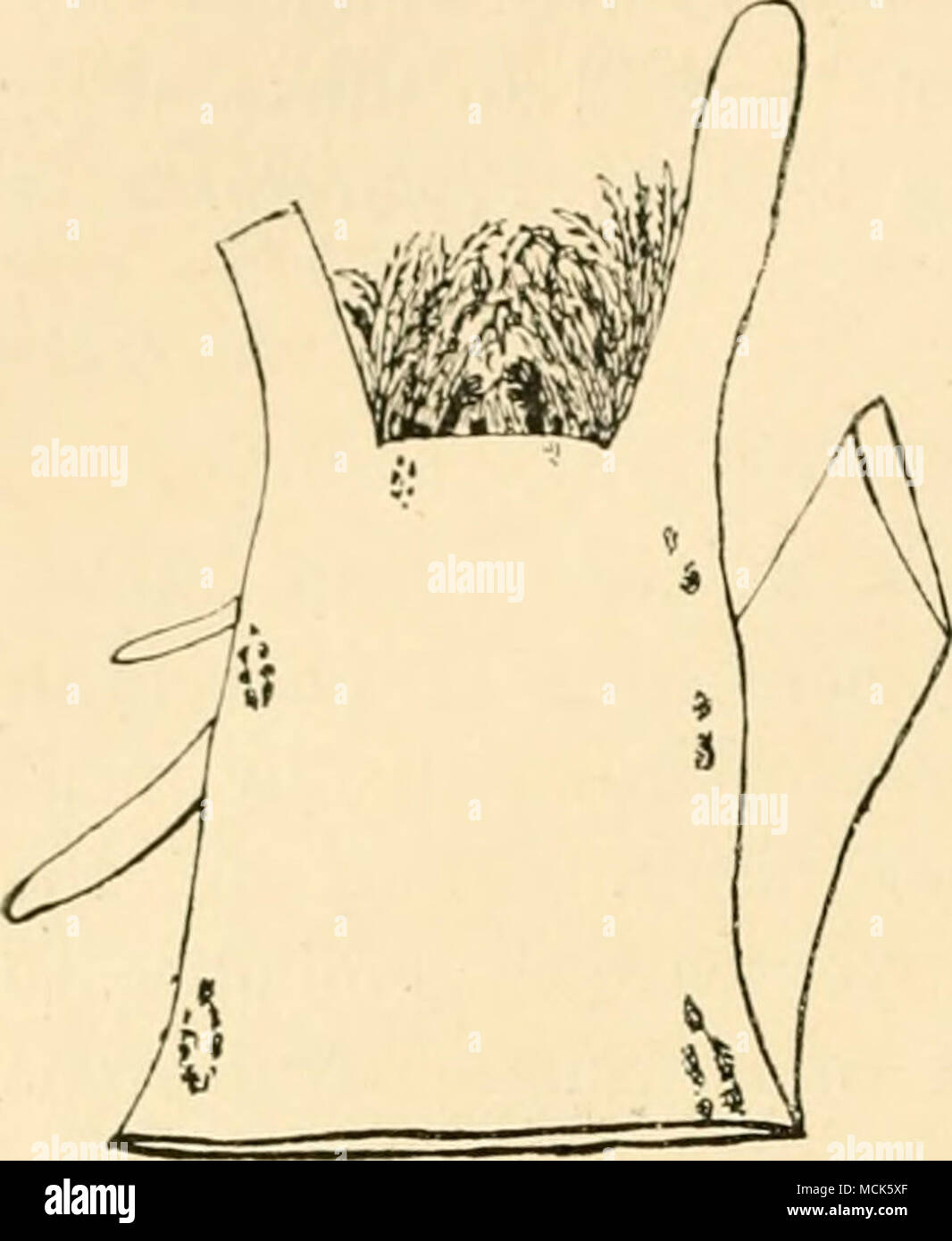 . Fig. 319.-Xosloc gunnerae. Lone;i- tudiual sezione attraverso l'apice dello stelo di Giitinera manicala. Il punc- tated macchie che indicano la posizione di J'r)s(oc-colonie. (V. Tubeuf canc.) il rimanente in ghiandolare della stessa sostanza. Questi provengono come segue: la specie di Guniura possiedono le caratte- teristic mucillagini secernente organi, in forma di fessure della foglia-punta, collaters sulle foglie, ghiandole e sugli steli. Merker^ trovato che queste ghiandole originato endogenamente nel punto crescente tra ciascuna coppia di foglie. La coppia ghiandole sono coperti solo dall'epidermide, e quando l'ac Foto Stock