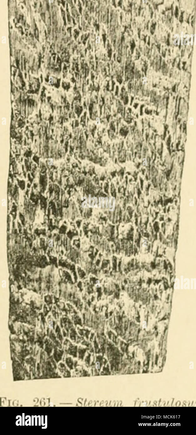 . Stulosum. Le fasi successive del legno di quercia destruc- zione. Vista in sezione longitudinale mostrante,' lioles in legno, (v. Tubeuf l.hot.) HYDNEAE. Hydnum. Sporophores molto variabili nella forma e struttura. Il hymenial strati sono sparsi su denti sporgenti. Il basidia appoggiano quattro wlnte spore. Hydnum diversidens Fr.- (Gran Bretagna). Il sporophores foiiu bianco-giallastro croste o staffe, con outgrowths spinosa sul lato inferiore. Il hymenial strato consiste in un primo momento di l)asidia, solo più tardi, tuttavia, hyphae crescere througli e costruire ' Eriksson, Laiidtbr. Akad. Mano. v. Tidskr., 1879. - R. Hartig, Zerselz Foto Stock