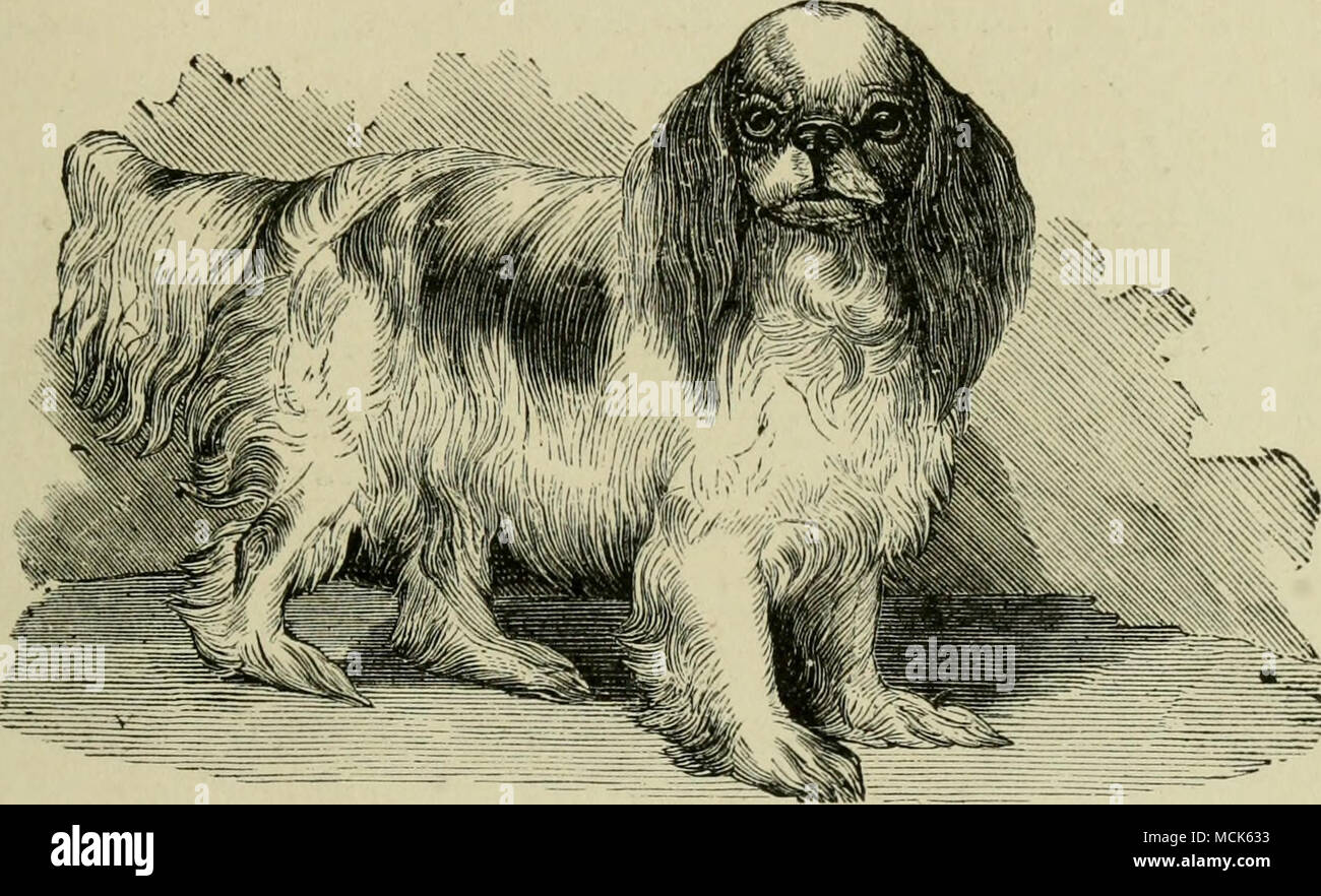 . Fig. 35.-BLENHEIM SPANIEL. /Dovrebbe non superare mai G, o al massimo 7 kg; ed essi sono valutati più se sono basse come 4| o 5 libbre (vedere ritratto.) i punti del Blenheim variano molto poco da quelle del Re Carlo, tranne nel colore, che è sempre una massa di colore bianco con il colore rosso o giallo macchie o patch, con ben segnato tripudio di bianco tra gli occhi. Le orecchie dovrebbero essere colorati, e anche il complesso di testa, con l'eccezione del naso e un segno bianco fino alla fronte, come è mostrato nel taglio, che rappresenta il Blenheim piuttosto accurato. Il palato è nero, simile a quella di Foto Stock