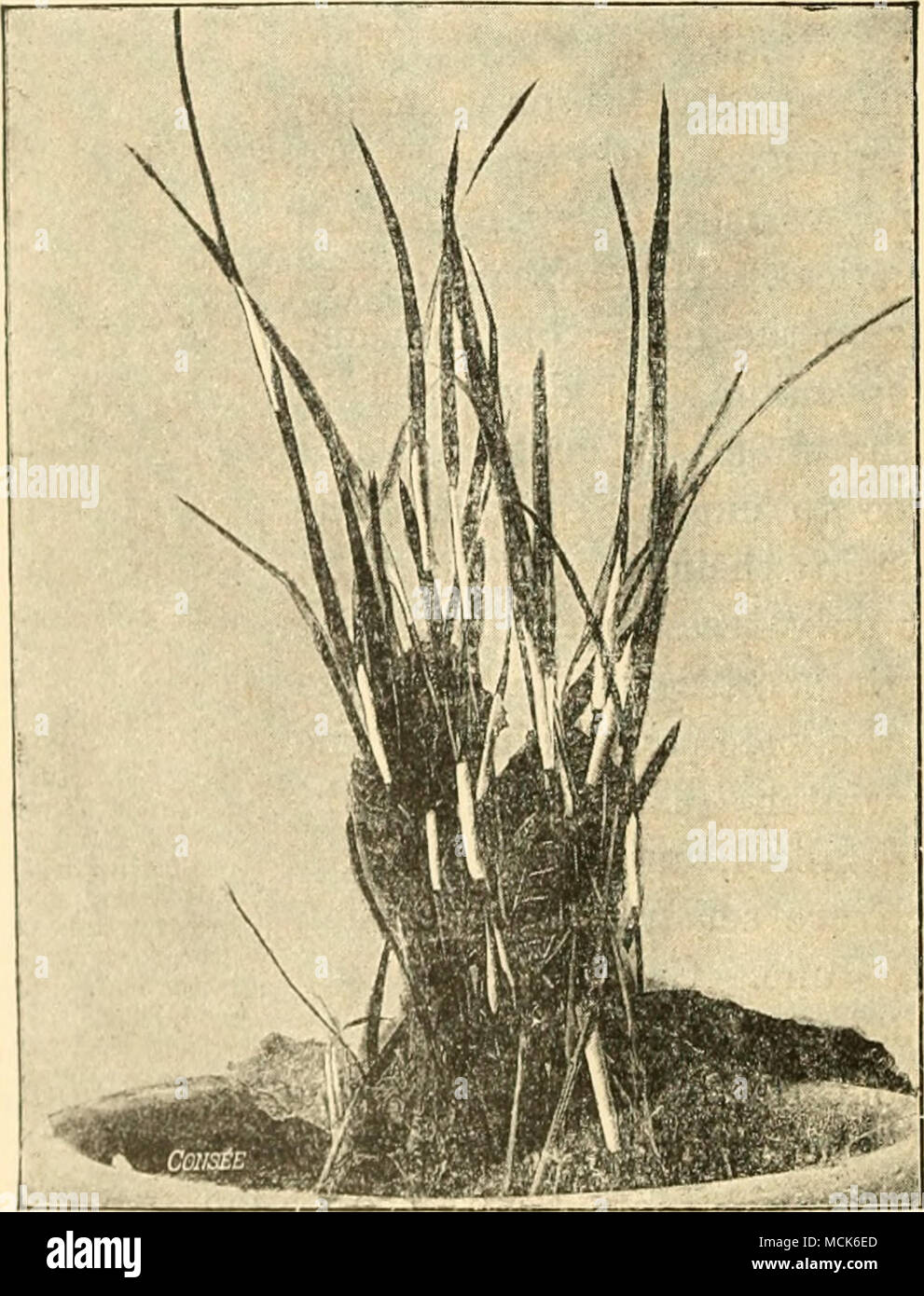 . La fio. S3,-EjHchlod lypUna, formando numerosi cuscini bianchi, wliich circondare completamente l'erba-steli, (v. Tubeuf phot.) l'ASCI sono di forma cilindrica e contiene otto filiformi unicellulari Foto Stock