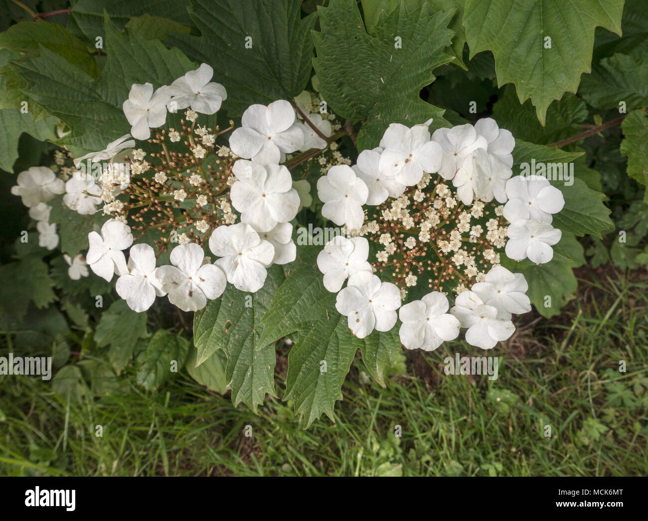 Immagine macro Hydrangea Lacecap primo piano Foto Stock