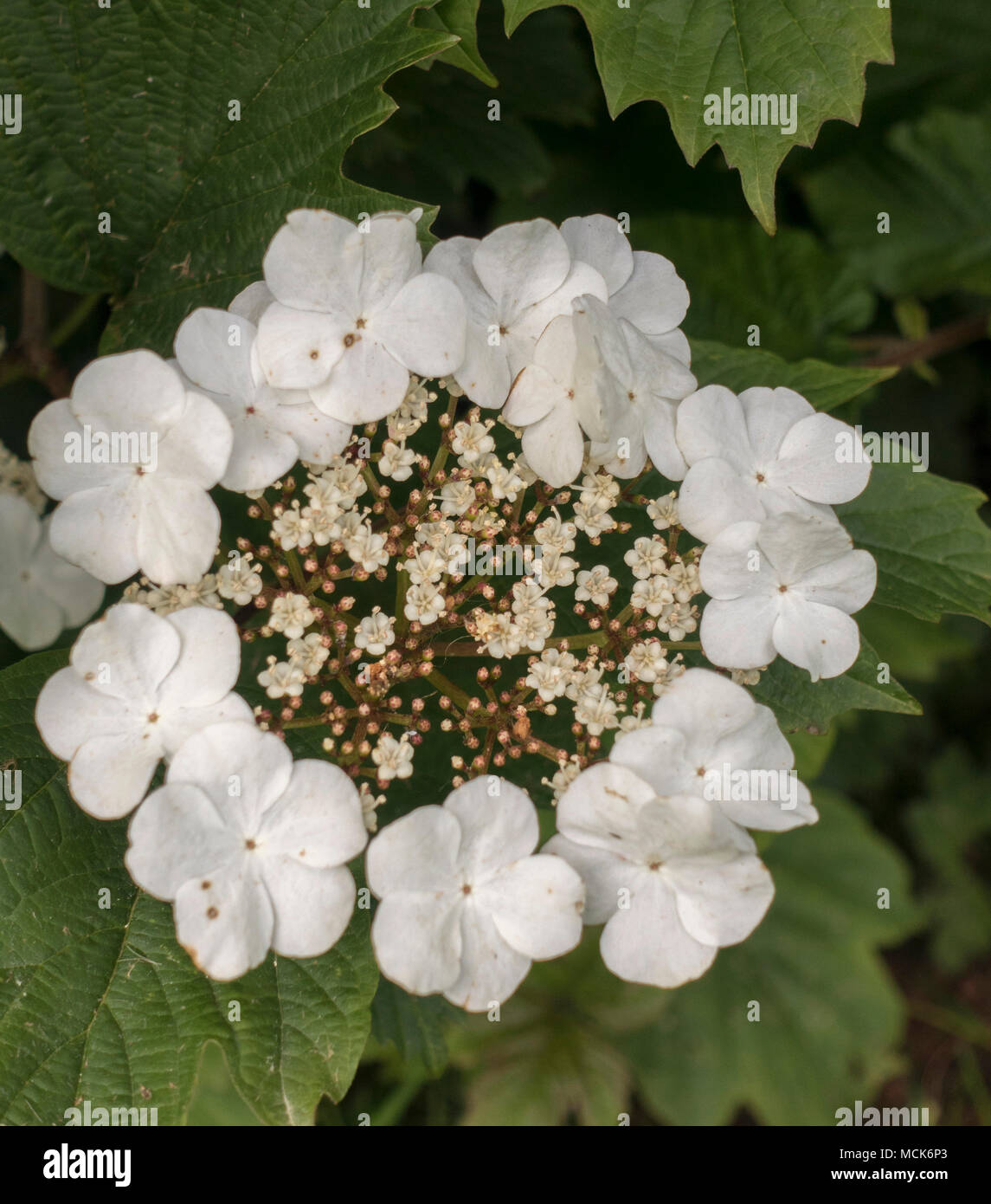 Immagine macro Hydrangea Lacecap primo piano Foto Stock