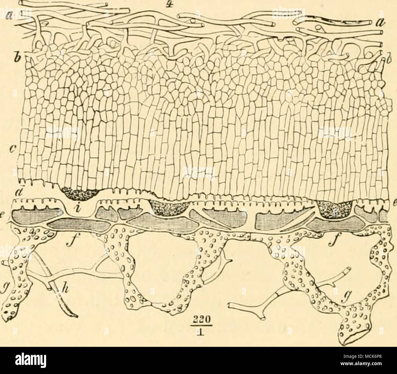 . Fkj. 2.-Haustoria di Tnchosphaeria parasitica. (Dettagli in Fig. S8.) (dopo R. Hartig). Essi sono piccoli processi di ife in appoggio sull'host-l'epidermide e affondato nella parete esterna delle cellule epidermiche, in modo da perforare la cuticola ma non tutta la parete (Fig. 2, d, e; anche la Fig. 90). Il Erysipheae sono tipici epifite, che tessono un micelio sulla superficie delle piante attaccano; il micelio mantiene la sua attesa mediante adesione-dischi o appressoria, e da alcune parti di questi una filettatura fine-come processo è dato off, che dopo la perforazione della parete epidermica dell'host, si gonfia all'interno di si Foto Stock