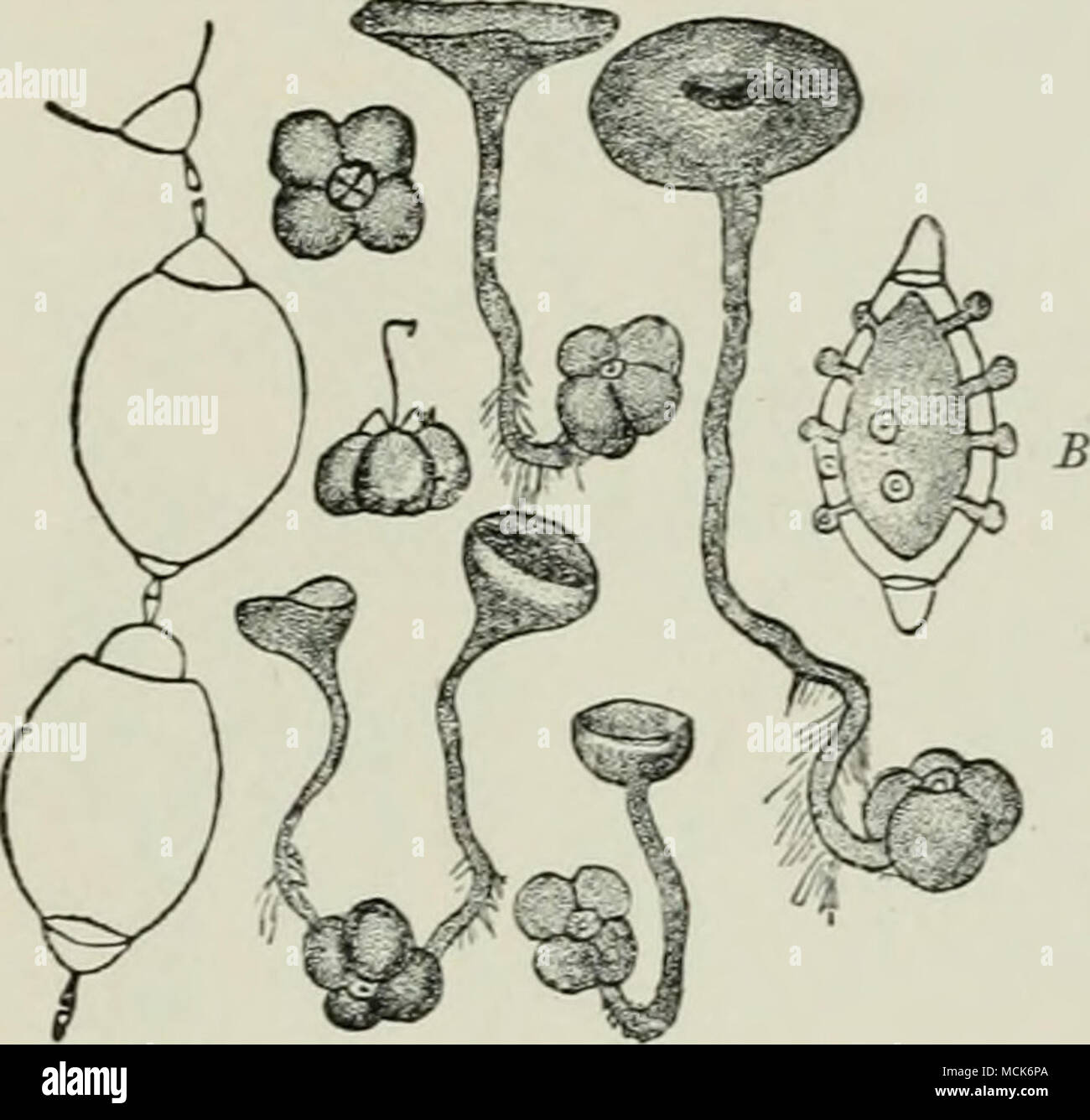 . Fig. 135.-Sderotinia vaccinii su Vo.ccinium Vitis-Idaea. Cowberries mummificata in condizione di fresco e nei seguenti possono, dopo lo sviluppo di Pezizo.-cwps. Una, Catena di conidi uniti da disjunctors. B, germinando conidium dopo trattamento- mento con iodio ; il plasma ha ristretto, ma rimane collegato con il sporidia nel processo di abjunction. (Dopo Woronin.) (Fig. 135). Essa ha la sua origine come segue: conidi al primo giacciono strettamente da estremità a estremità, racchiusa in una delicata membrana principale ; la partizione-membrane diviso in due lamelle, ciascuno dei quali prende parte alla formazione di una cellulosa Foto Stock