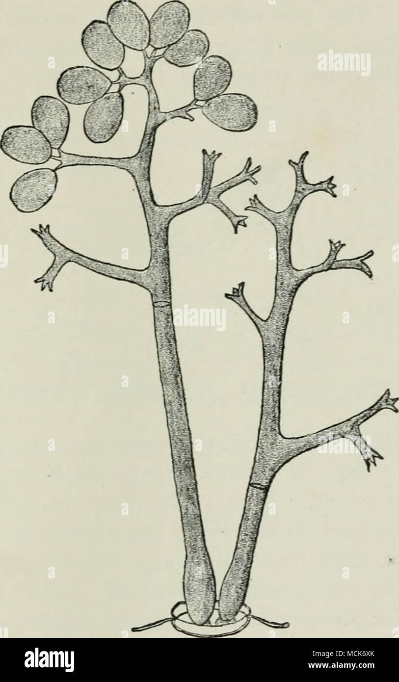 . FiG. iO.-PlasmoiMi-un viticola. Conidiofori, molto ingrandita, (v. Tubeuf canc.) zioni in pioggia-scende il discarico da sei a otto brulicare di cellule da cui germe-tubi crescere nell'epidermide dell'host-impianto ; in tal modo la malattia si diffonde rapidamente nel corso del tempo umido e la peronospora viticola, 1890. Maguus, Wittviaclc's Gartenzeit, 1883. Scribuer, Reijort di U.S. Dipartimento di ArjricuUure per 1886, pagg. 96-105; questo contiene un eccellente conto di questo milde-n-. Articoli su questo argomento trattare con misure correttive sono pubblicate di frequente negli Stati Uniti Amer. Dipartimento relazioni e bollettini, nel bollettino Foto Stock