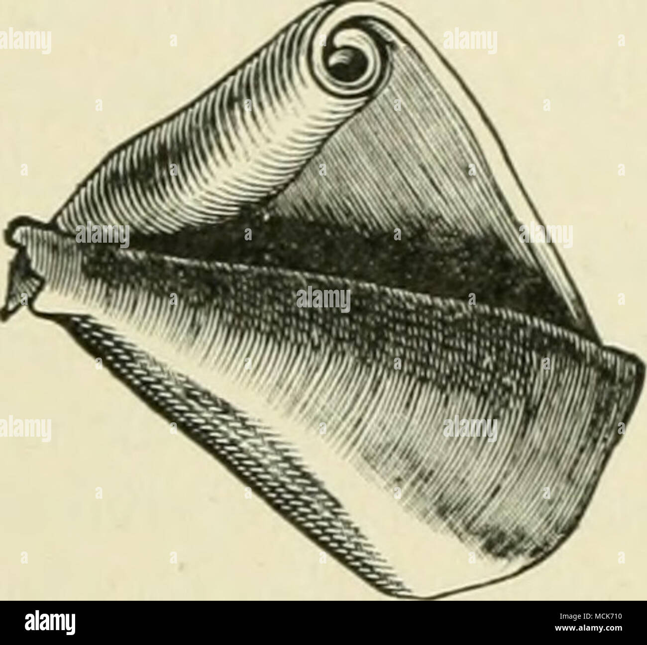 . 538 I PARASSITI ANIMALI DELL UOMO In altri casi i sintomi di pyopneumothorax sviluppare. Non di rado rup- ture in il diaframma si verifica, e quindi la echinococcus trova ingresso nel parenchima del fegato. Eupture nell'intestino e nelle pareti dell'addome ecc., è stato anche osservato. Secondario echinococci polmonare sono più rare rispetto a quelle primarie. Di solito originari del fegato, riescono a penetrare la membrana e il cavo pleurico e immettere il polmone. La rottura nei bronchi o nel cavo pleurico produce sintomi gravi. Il simul- taneous perforazione delle vie biliari passa Foto Stock