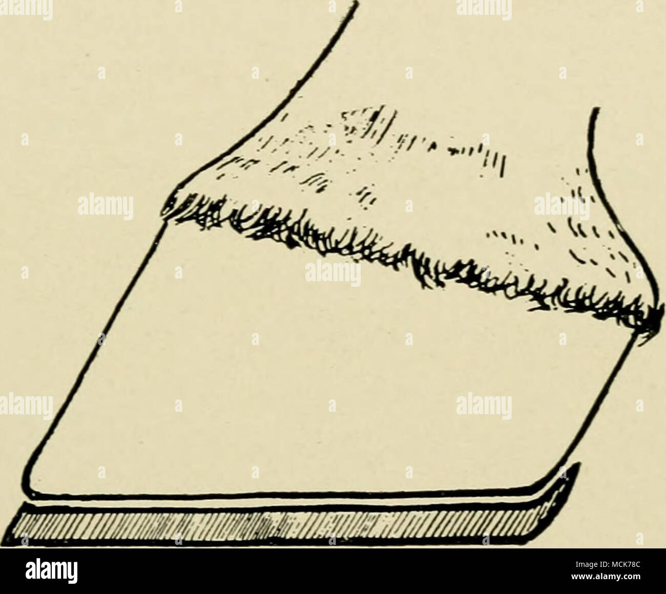 . Fig. 128.-la scarpa con il tacco-clip. Questo viene fatto per mezzo del disegno-coltello e raspa, il brutto-cercando pumiced piede essendo tagliare con cautela e rifilato fino a quando così lontano come le apparenze sono costitui- sato, è perfettamente normale. Questo fatto, tutto il piede è trattato con un adatto unguento zoccoli e una scarpa applicata che offre protezione per il sole senza imporre una pressione su di esso. La scarpa indicato è una normale scarpa con un insolitamente ampio e ben posizionate sul web o il bilanciere seduto Bar di ampia. Con o è bene inoltre * Basilicon unguento è realizzata mediante riscaldamento tog Foto Stock