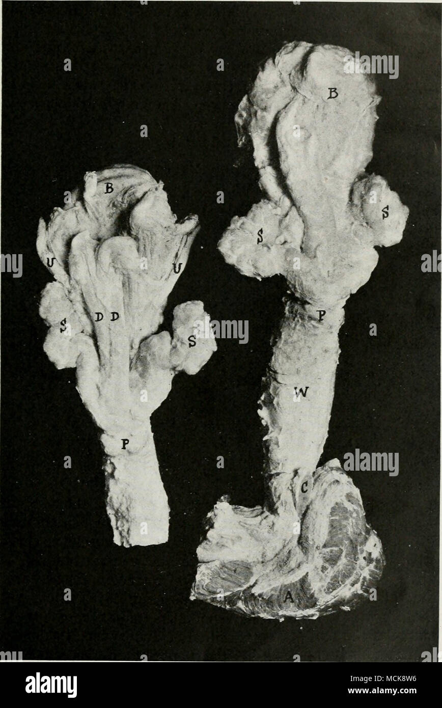 . Fig. 7. Stesso come si osserva nelle figg. 5 e 6 con gli stessi caratteri. La figura sul lato sinistro è da un vitello. Nella figura a destra una sezione mediana attraverso la parte posteriore della uretra è stata fatta di esporre alla vista chiara Cowper il premistoppa, C. Foto Stock
