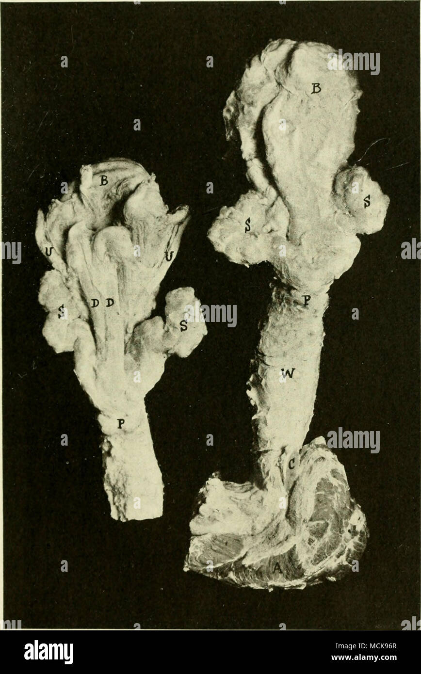 . Fig. 7. Stesso come si osserva nelle figg. 5 e 6 con gli stessi caratteri. La figura sul lato sinistro è da uno scafo di vitello. Nella figura a destra una sezione mediana attraverso la parte posteriore della uretra è stata fatta di esporre alla vista chiara Cowper il premistoppa, C. Foto Stock