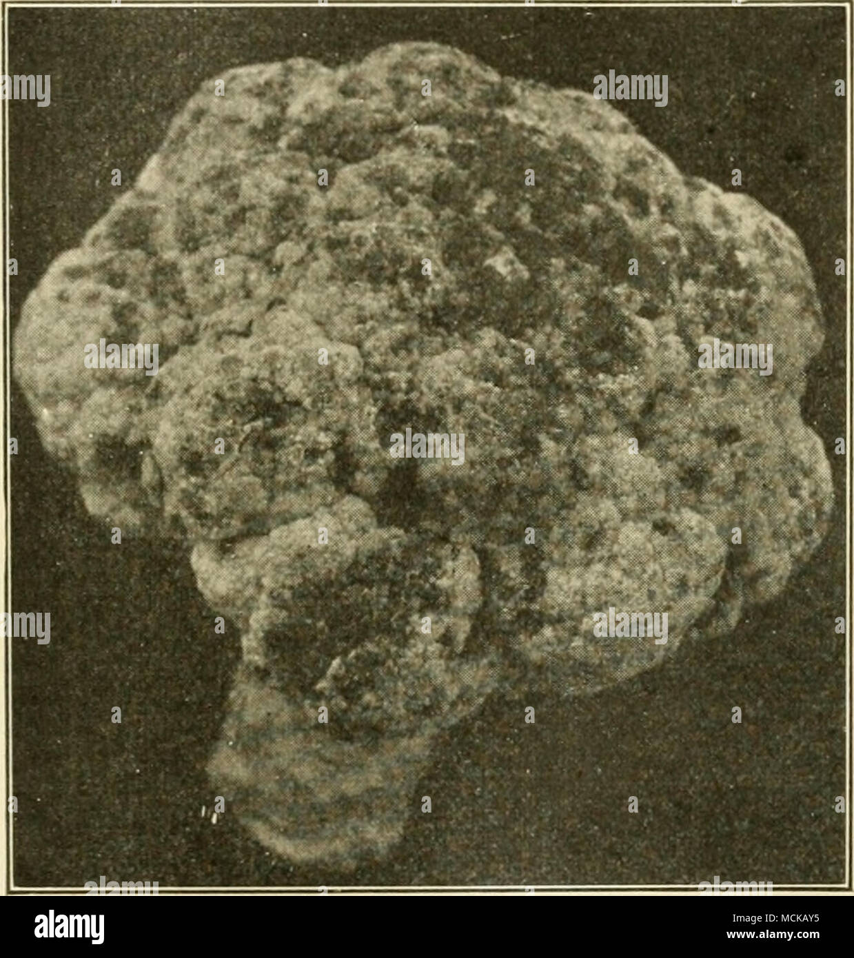 . Fig. 90. - Cavolfiori colpiti con black-rot. Originale. piante malate come mangimi. Per evitare di trasportare la contaminazione di vicino-da campi tutte le precauzioni suggerite in malattie del suolo deve essere impiegato. Con terreni infestati il solo ricorso è tale rotazione di raccolto come eviterà di piantare un suscettibile il prodotto per un periodo di diversi anni. Quanto tempo i batteri possono rimanere viva nel suolo non è noto. In pratica la rotazione delle colture per l'eliminazione di questa peste tutte le crucifere erbacce, senape, shep- della mandria borsa, ecc., dovrebbero essere evitati in quanto essi sono sus- Foto Stock