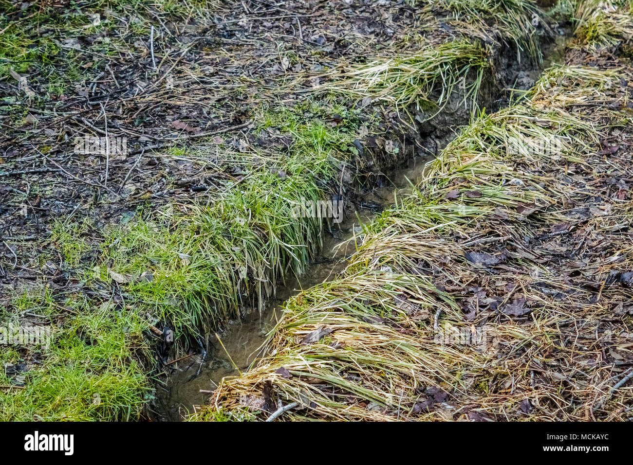 Una vista ingrandita di una fossa di scolo o 'swale' scavata per consentire lo scarico dell'acqua lontano da una zona umida, per prevenire inondazioni stagionali (Pacific Northwest). Foto Stock