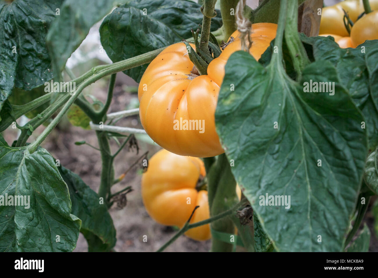 Un cluster di ripe giallo Brandywine pomodori appesi ad un impianto in un cortile giardino cibo nei primi giorni di settembre. Foto Stock