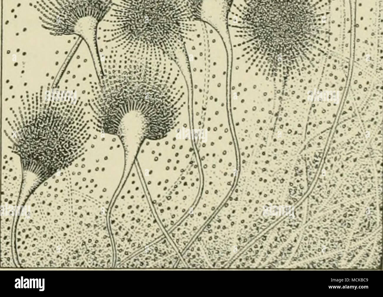 . FiG. 10. Aspergillus fumigatus. (Kedrawn da jMoliler e Buck- ley ) Foto Stock