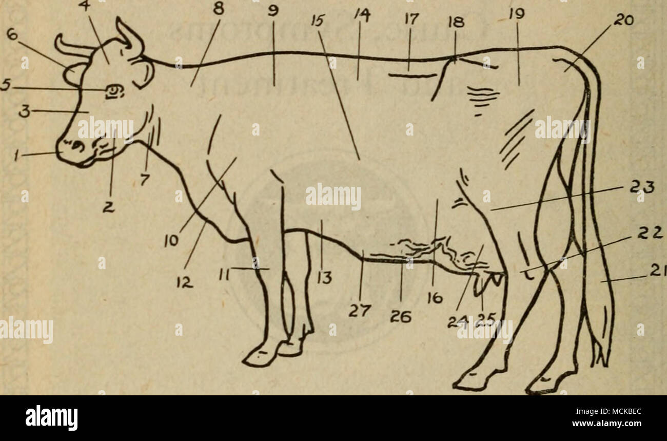 . Punti di vacca 1 muso 2 ganascia 3 faccia fronte 4 5 6 occhio orecchio 7 gola 8 collo 9 garrese 10 spallamento 11 ginocchio 12 Pagliolaia 13 petto 14 indietro 15 nervature 1G canna 17 Lombate 18 HIPS 1!) Scamone 20 Pin ossa 21 Coda 22 Hock 23 soffocare 24 mammella 25 tettarelle 26 vene di latte 27 pozzi di latte Foto Stock