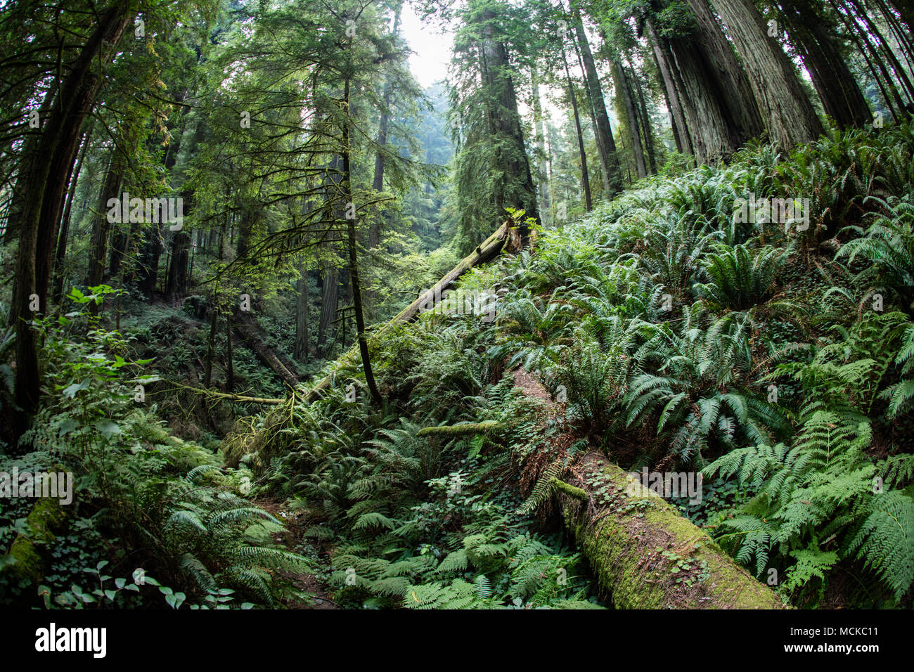 Pianta rigogliosa la crescita si verifica nel Parco Nazionale di Redwood in California del Nord. Questa zona è uno dei luoghi più belli della costa occidentale. Foto Stock