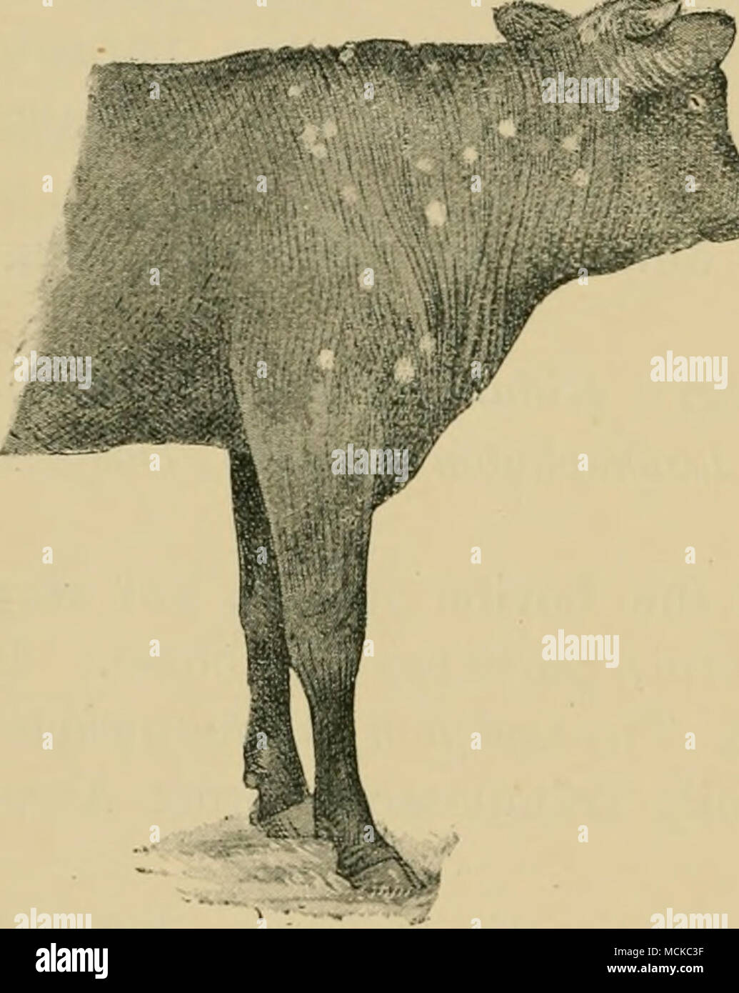 . Fig. 266.-Calf affetti da tigna. Foto Stock