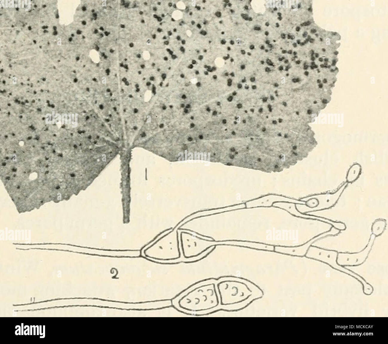 . Fig. 91.-Puccinia malvacearum. Foglia Hollyhock mostra pustole di fungo ; 2, teleutospores, una germinazione. Altamente mag. Solo Teleutospores sono presenti. Queste sono fusoid o clavate, apex addensato, giallo-marrone, liscia, 30-50 X10- 12 /A, ialina pedicel, circa lunga come spora. Questo fungo è comune a molti dei nostri wild caryophylla- ceous piante, come chickweed, stitchwort, lychnis, ecc, quindi tutte le erbe infestanti non dovrebbe essere permesso per crescere nella neigh- bourhood delle piante coltivate. Le indicazioni riportate sotto Foto Stock