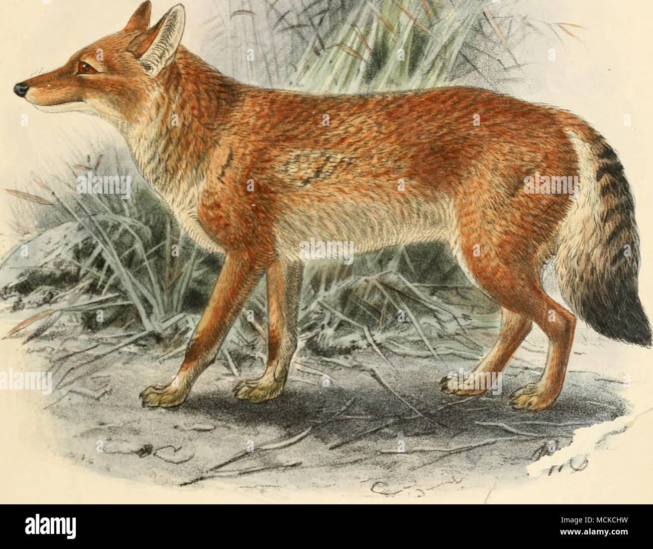 . J. G Keulmtanji dtH et- litK l'abissino Wolf. Ganis simensis. Mini-eni Bros . imp. Foto Stock