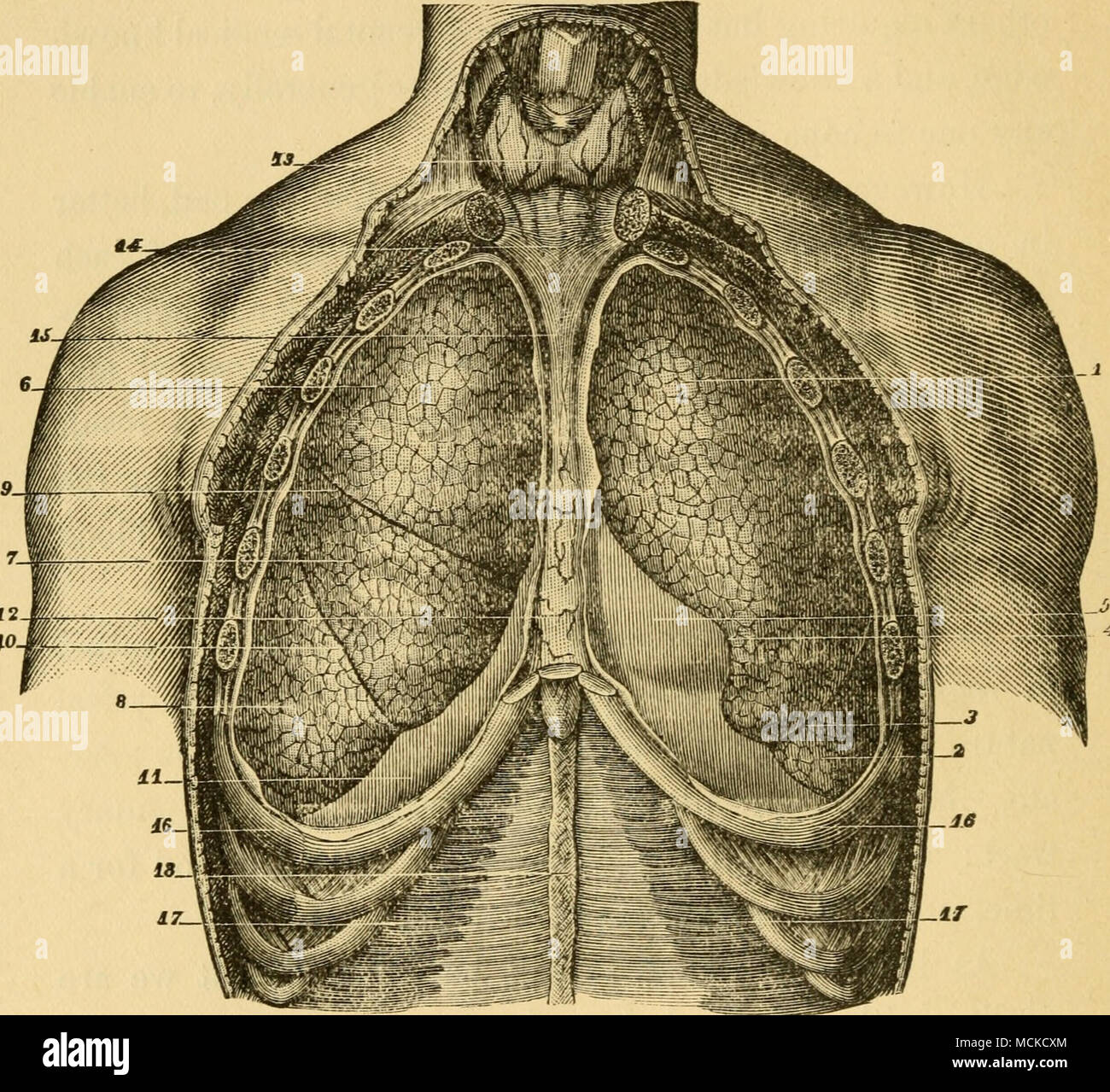 . FiG. 12.-polmoni, vista anteriore (Sappey). 1, lobo superiore del polmone sinistro ; 2, lobo inferiore ; 3, fessura ; 4, tacca corrispondente all apice del cuore; 5, pericardio ; 6, lobo superiore del polmone destro : 7. lobo centrale ; 8, lobo inferiore ; 9, fessura ; 10, fissm"e ; 11, il diaframma ; 12, anteriore mediasti- num ; 13. della ghiandola tiroidea ; 14, medio aponeurosis cervicale; 15, processo di a- tachment del mediastino al pericardio ; 16, 16, settimo nervature ; 17, 17, trans- versales muscoli ; 18, linea alba. Sebbene questo taglio si riferisce all'umana sub- ject, le relazioni delle parti sono sostanzialmente le stesse nel cane. ing il naso Foto Stock